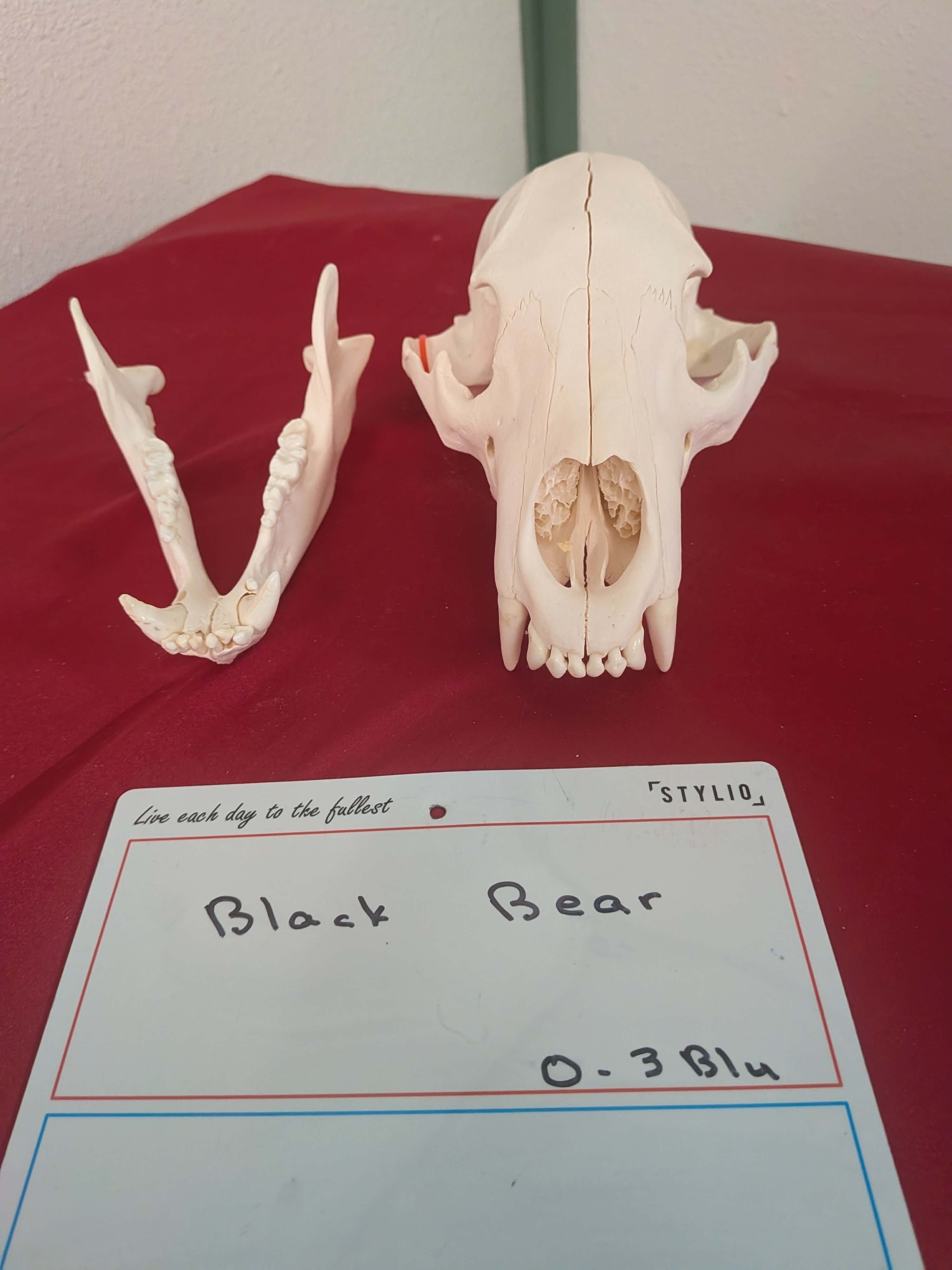 FHPAT266 -professionally cleaned black bear skull