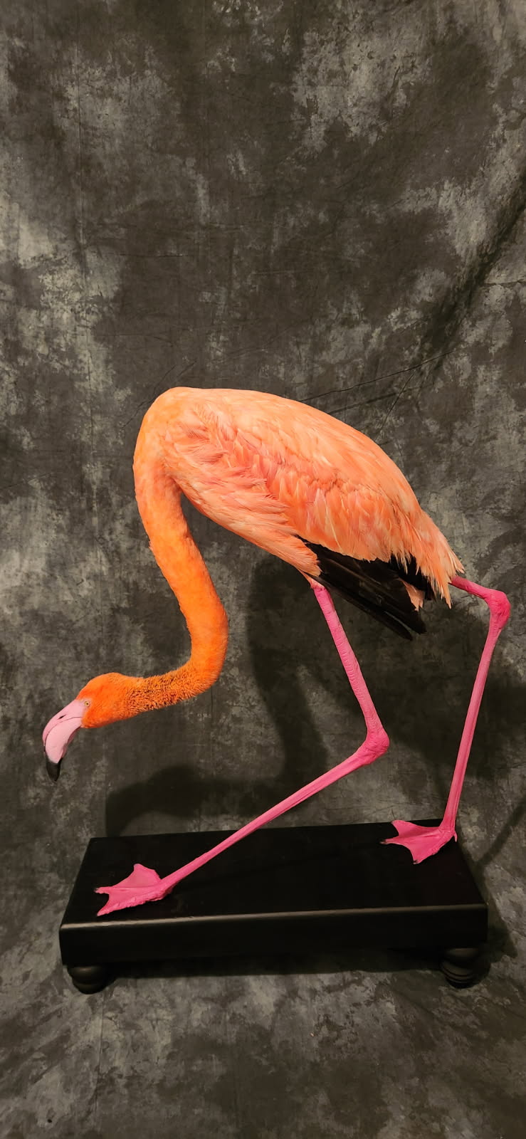 FHFLAM1 - Chilean Flamingo Museum quality Taxidermy mount bird