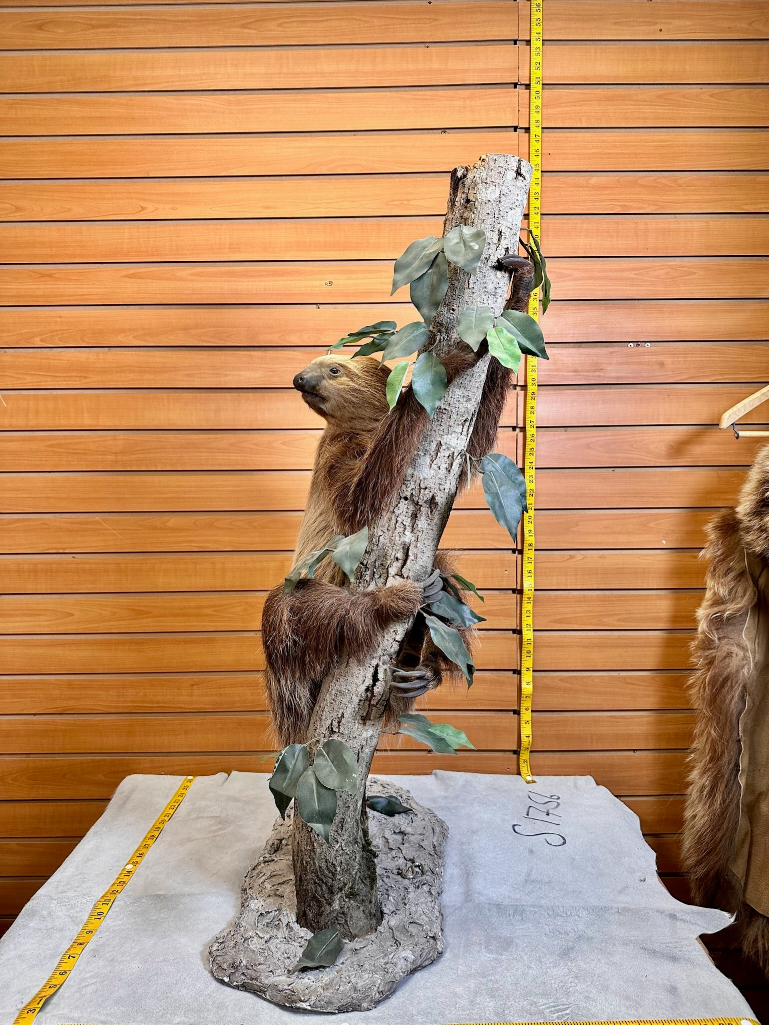 FH190-New Excellent Adult Sloth Taxidermy Mount Full Body