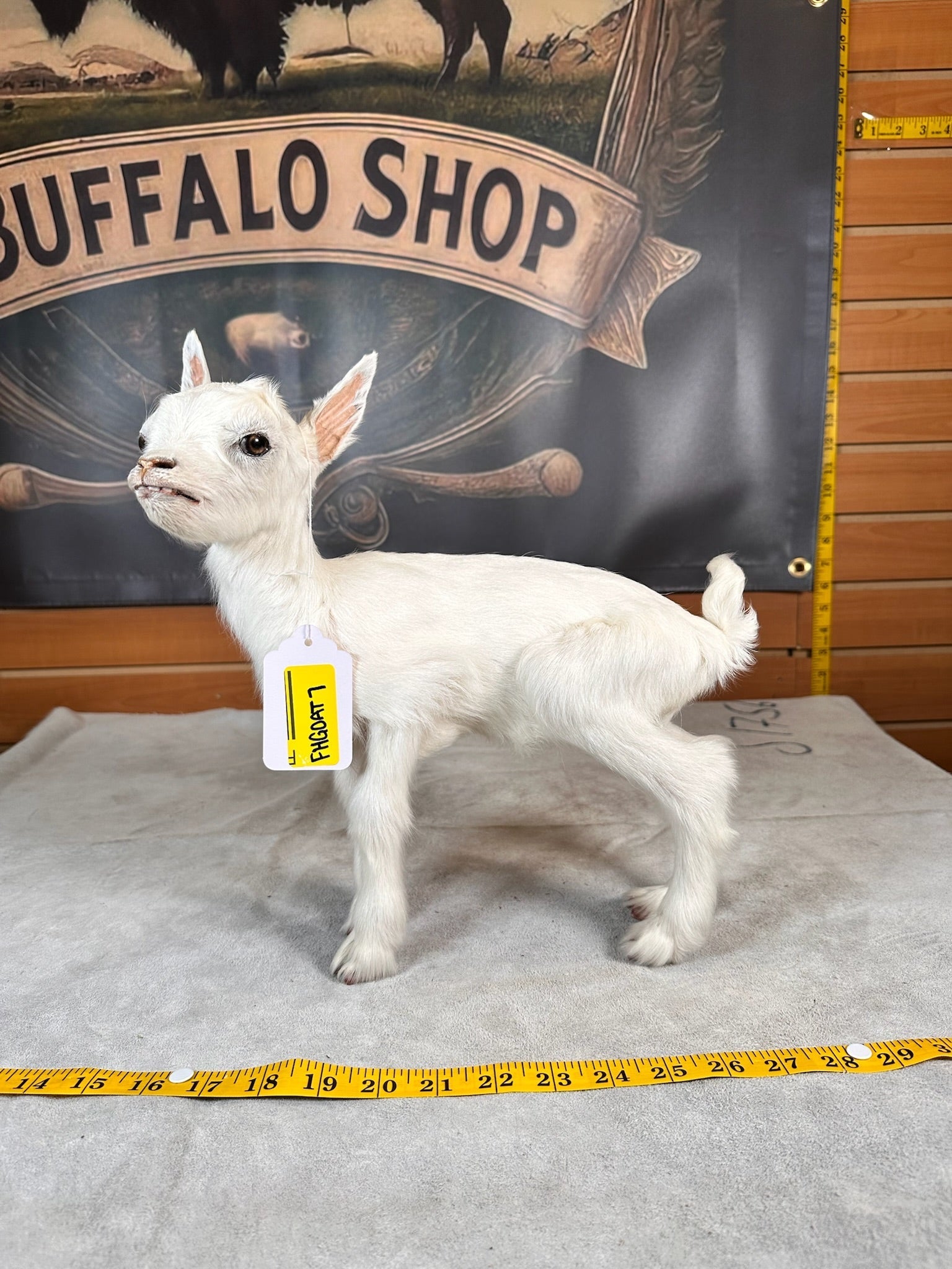FHGOAT7- Baby goat tiny taxidermy mount free standing