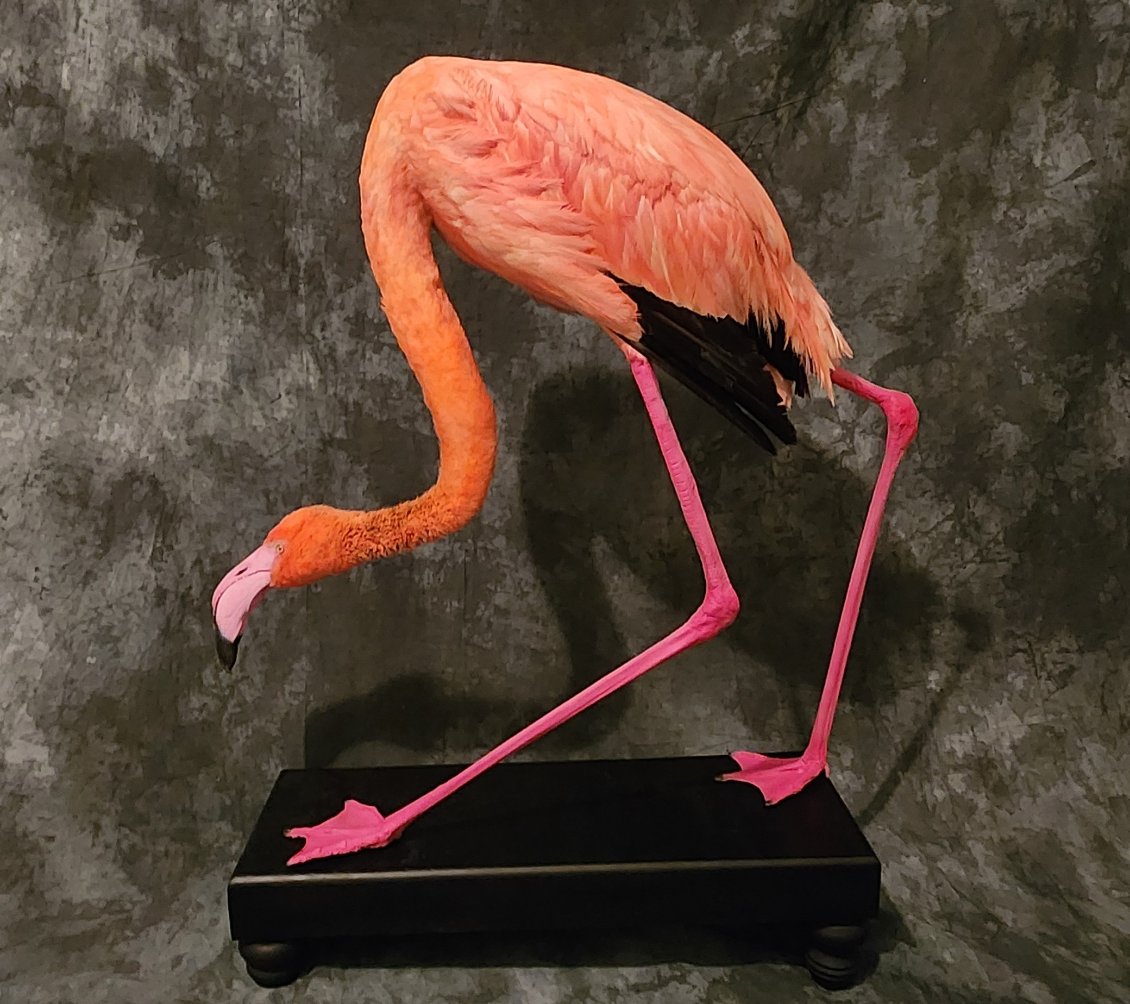 FHFLAM1 - Chilean Flamingo Museum quality Taxidermy mount bird