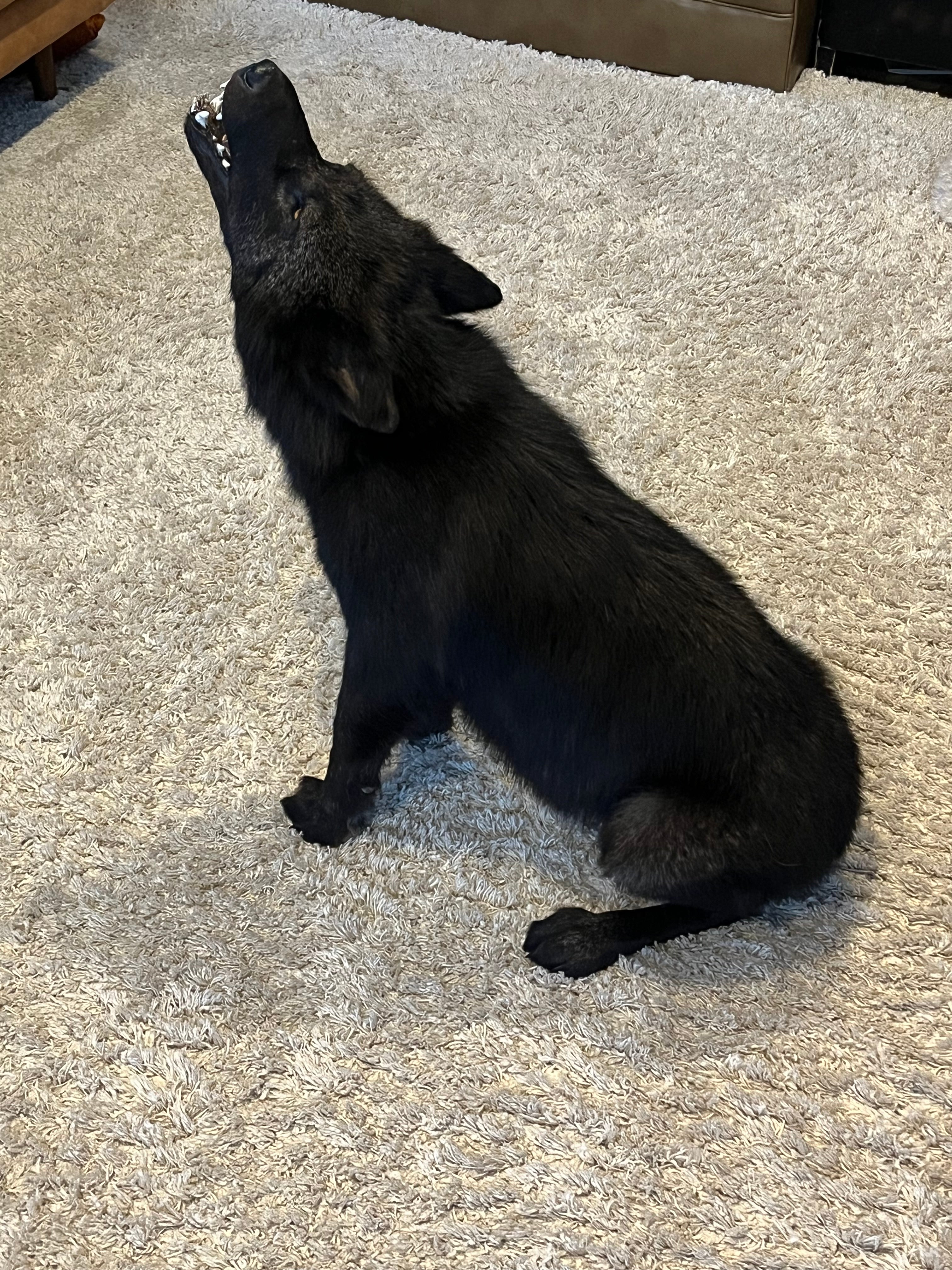 FHWL22- Rare Black Wolf Lifesize Taxidermy Mount