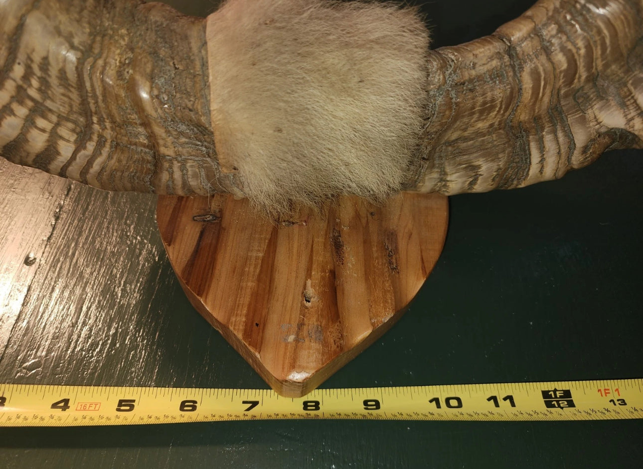 FH523 - Pair of authentic NATURAL RAMS HORNS MOUNTED.