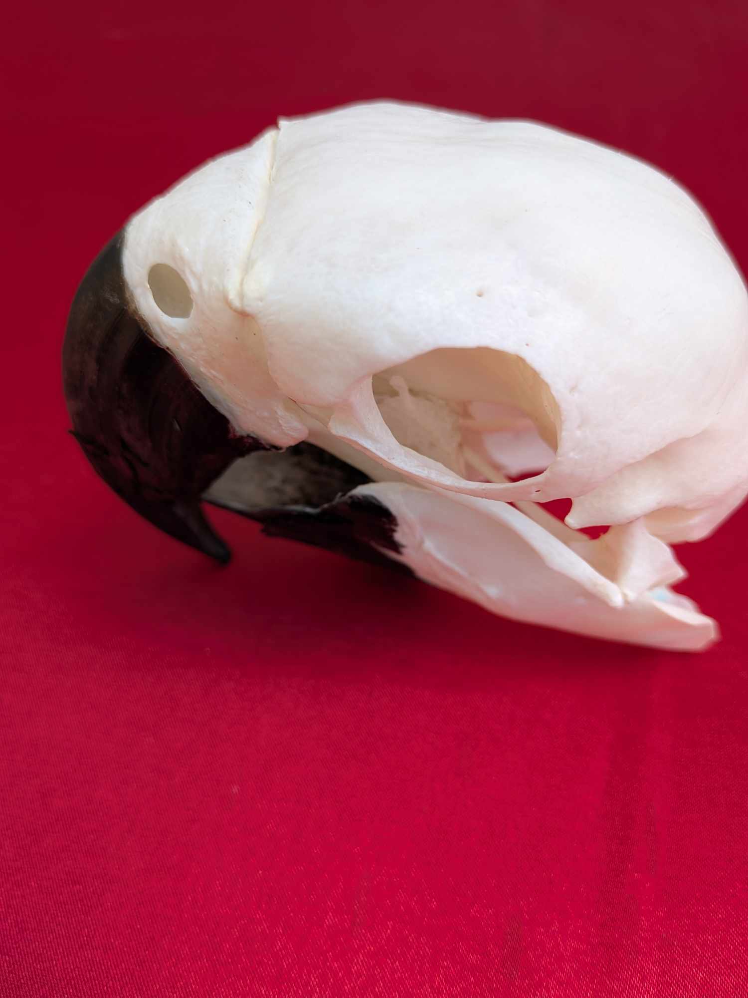 FHPAT937-Real Blue And Gold Macaw Bird Skull Taxidermy