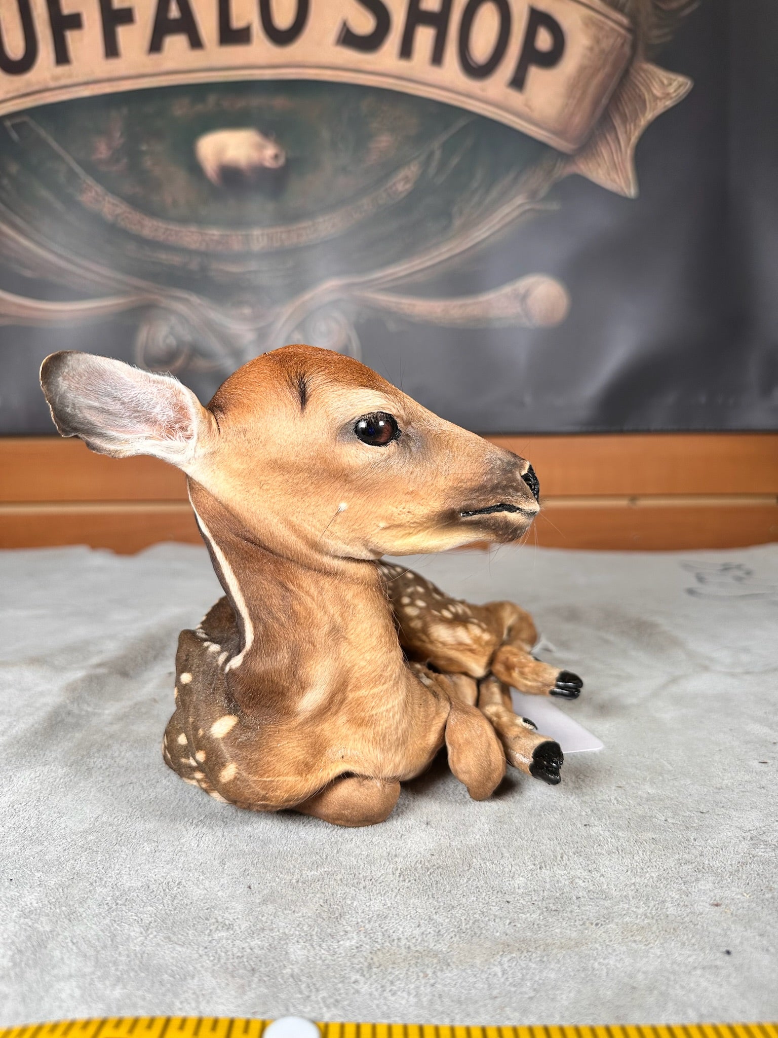 FHDEER7- Baby Deer Fawn tiny taxidermy mount