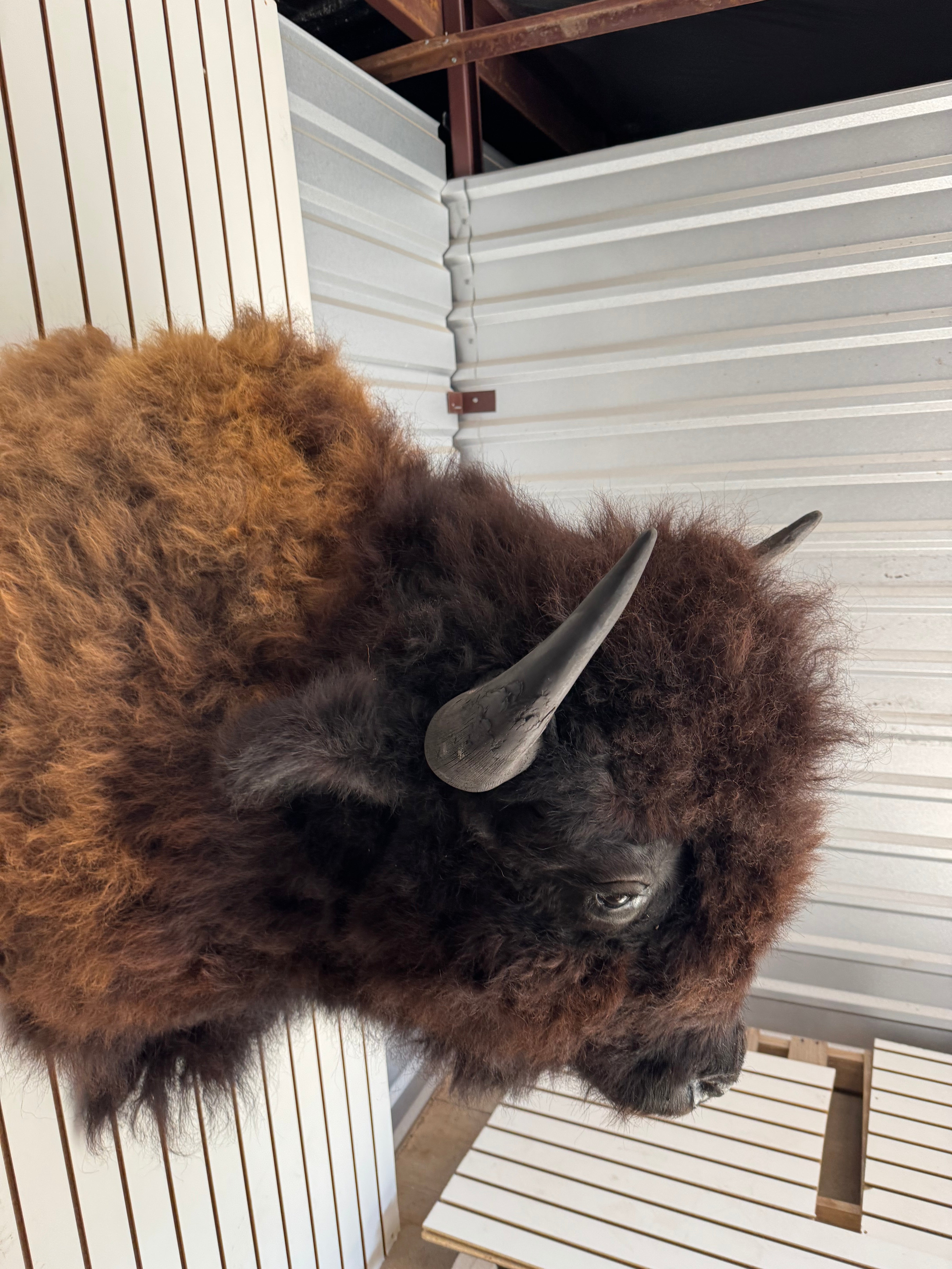 FHDAR352-XL Buffalo Taxidermy Shoulder mount Bull