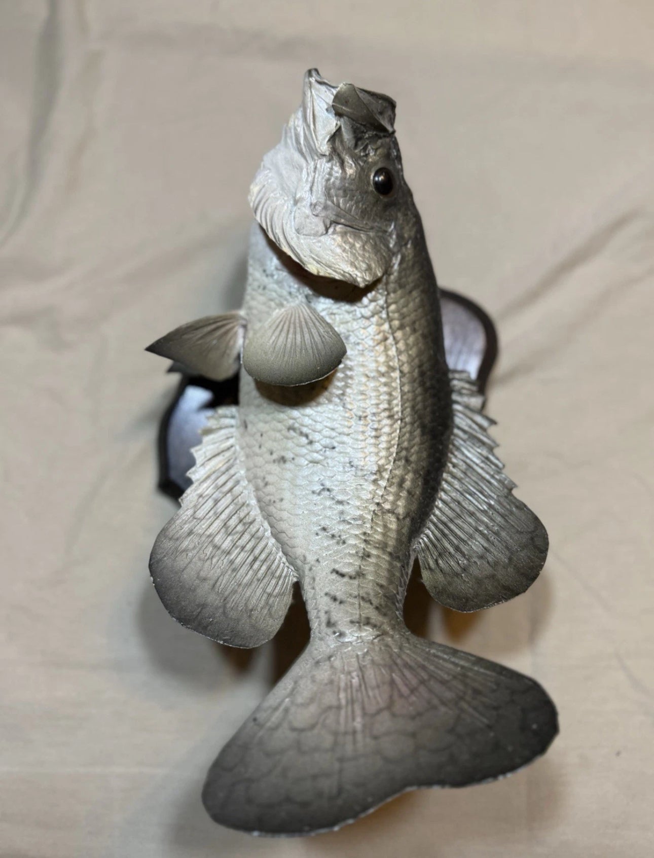 FHEB0817 - 12.5 Inch Crappie Taxidermy Mount