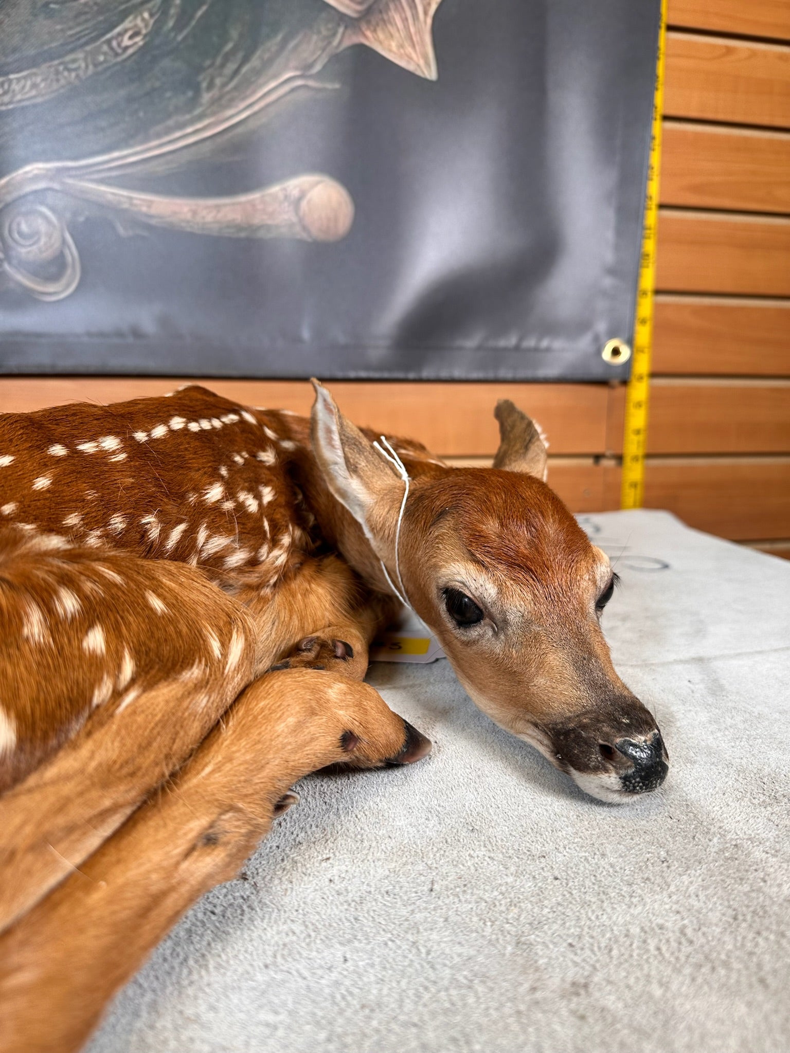 FHDEER3- Baby Deer Fawn tiny taxidermy mount