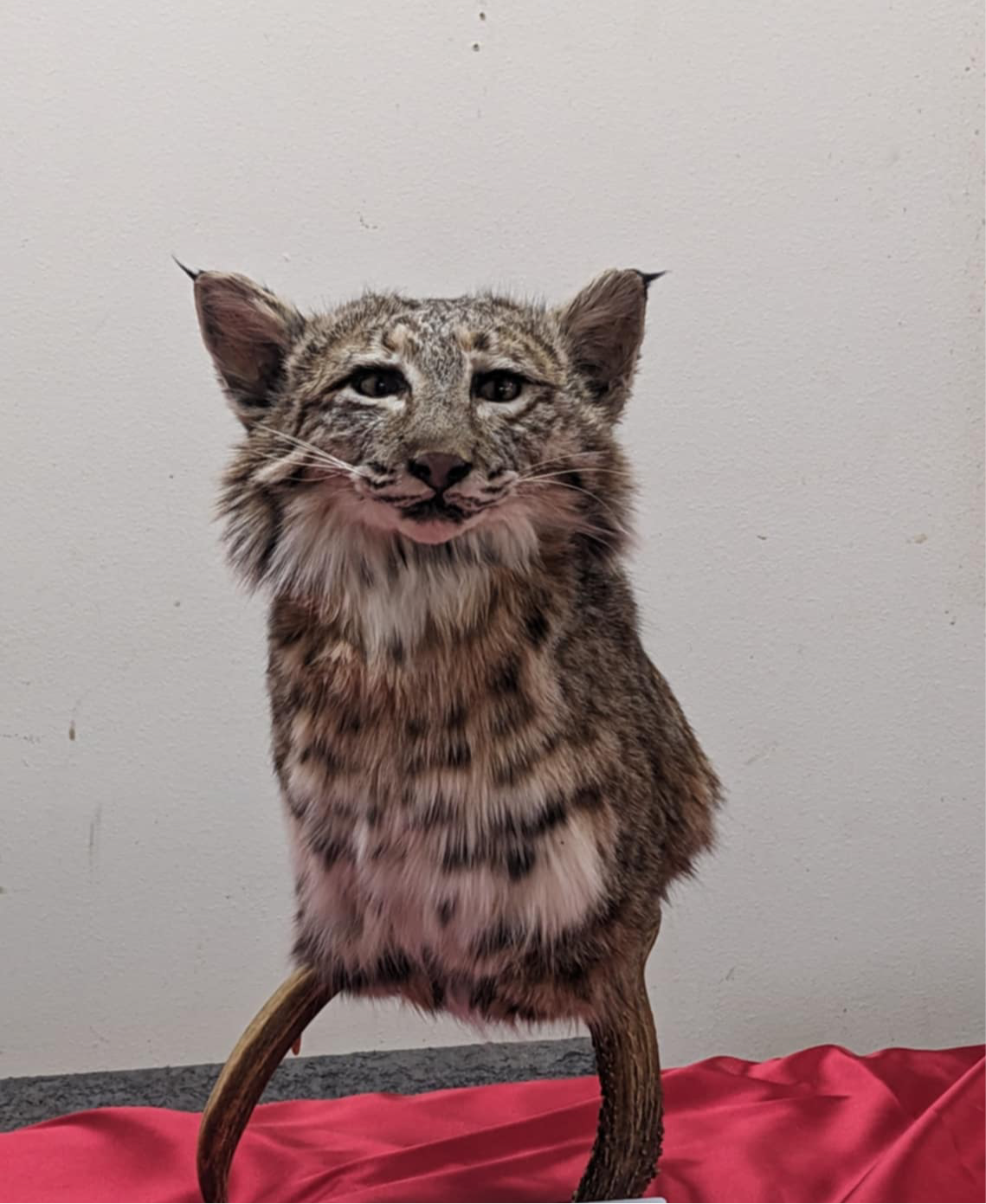 FHPAT7-Bobcat pedestal head mount on real antler