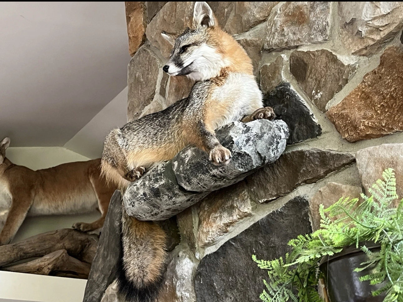 FHWA0624-Grey Fox Taxidermy Full Body Mount Cabin Camp Man Cave