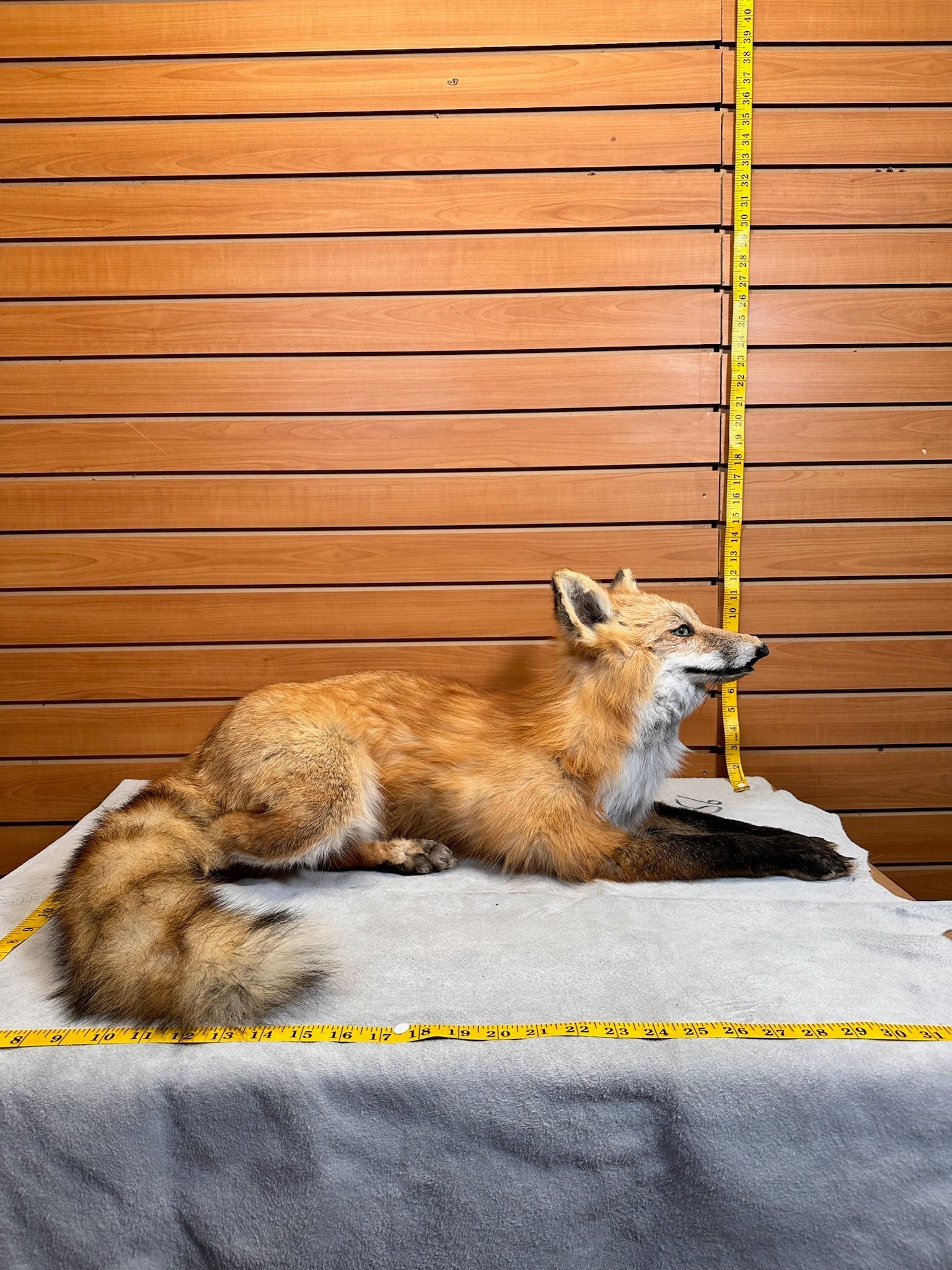 FHFOX13-Red Fox Taxidermy Full Body Mount Prime Fur
