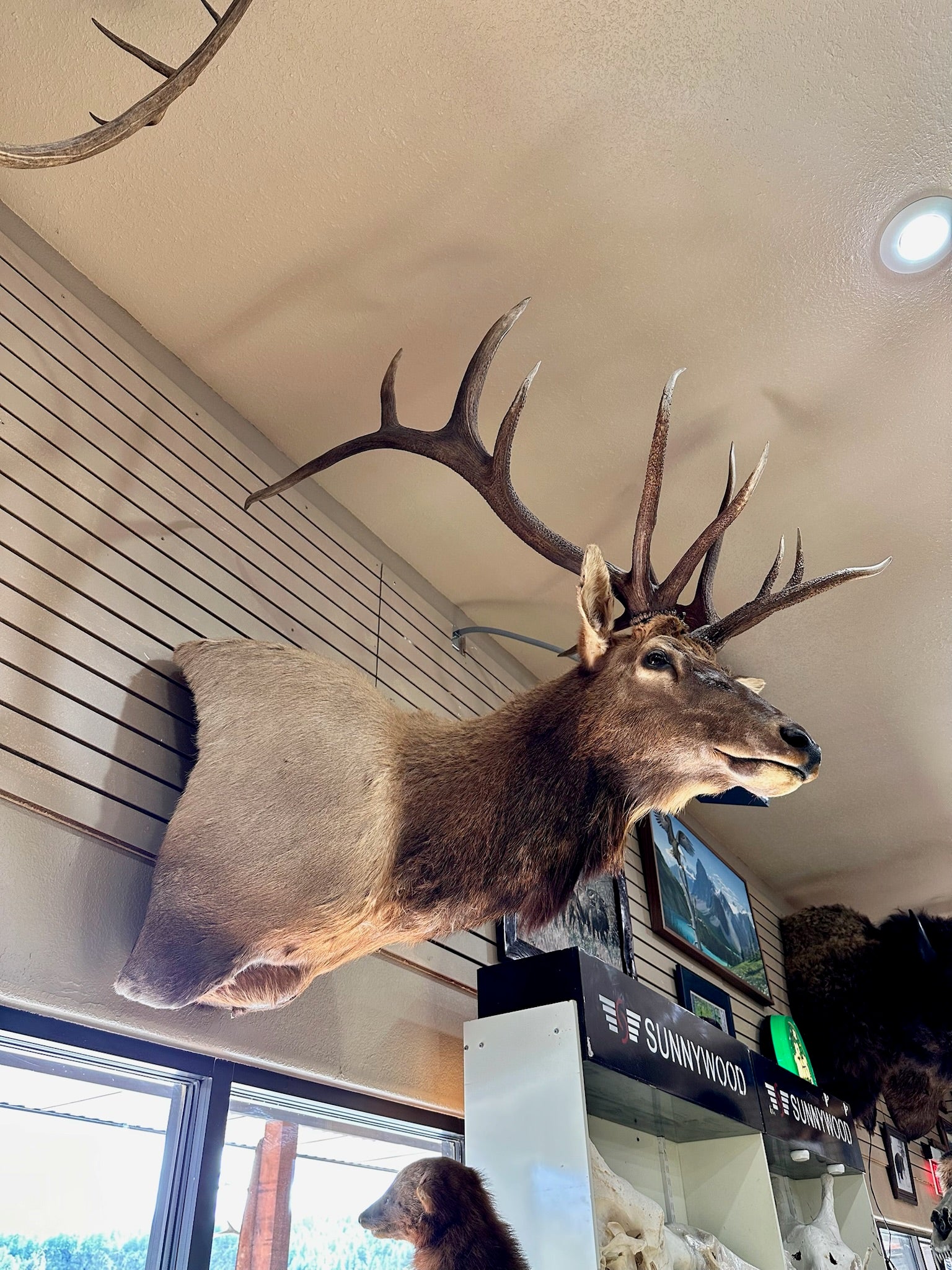 FH192- Beautiful Elk taxidermy mount