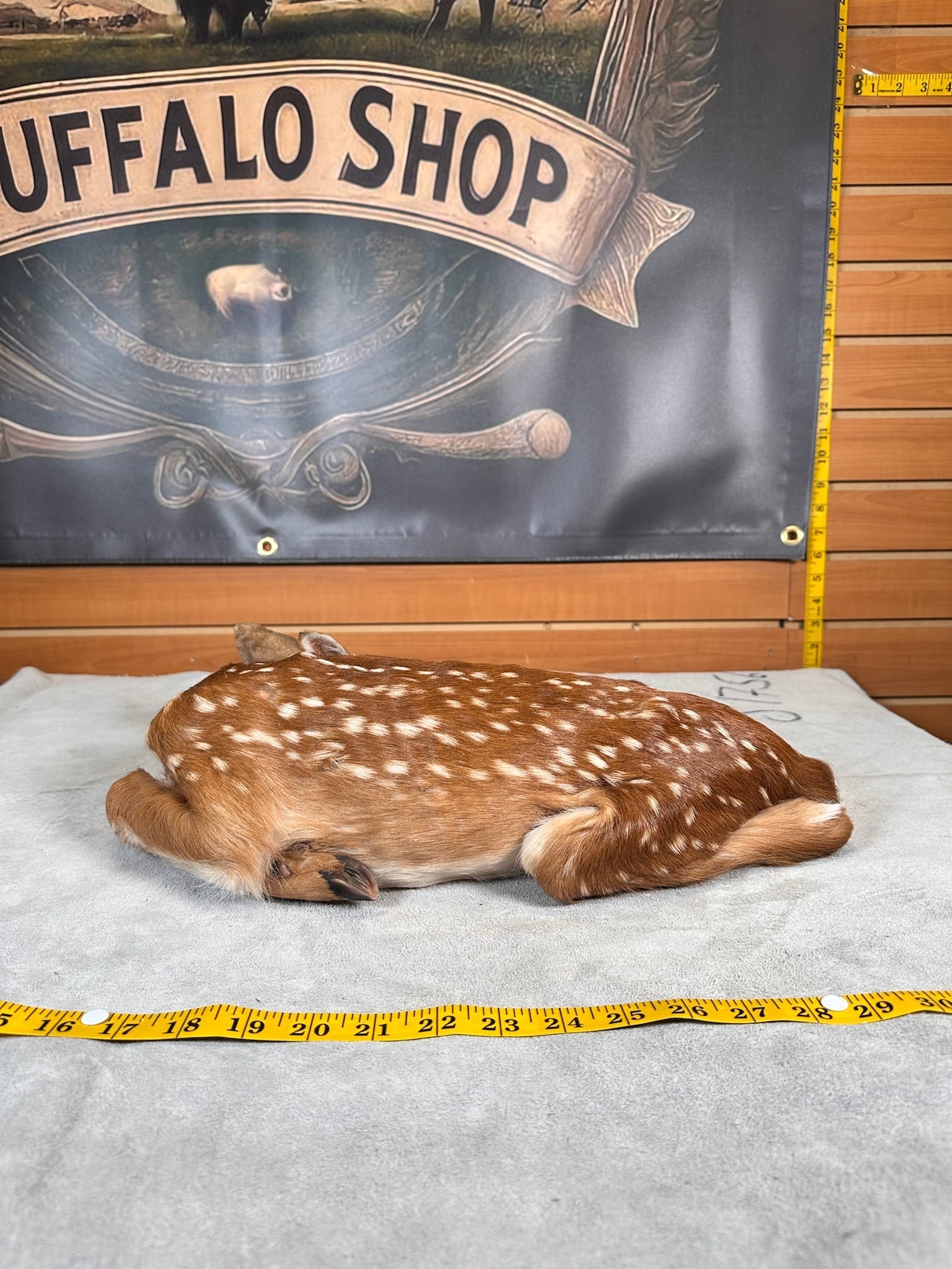 FHDEER3- Baby Deer Fawn tiny taxidermy mount