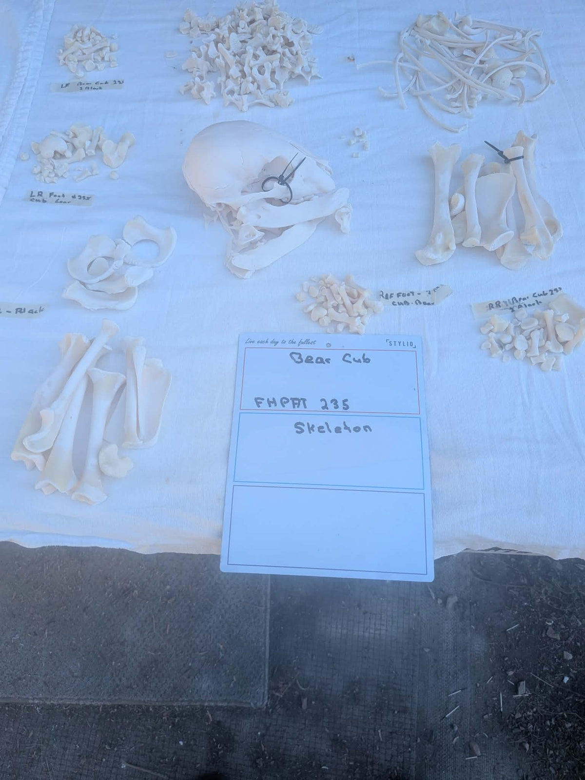 FHPAT235 - black bear cub baby Skeleton Professionally Cleaned For Articulation