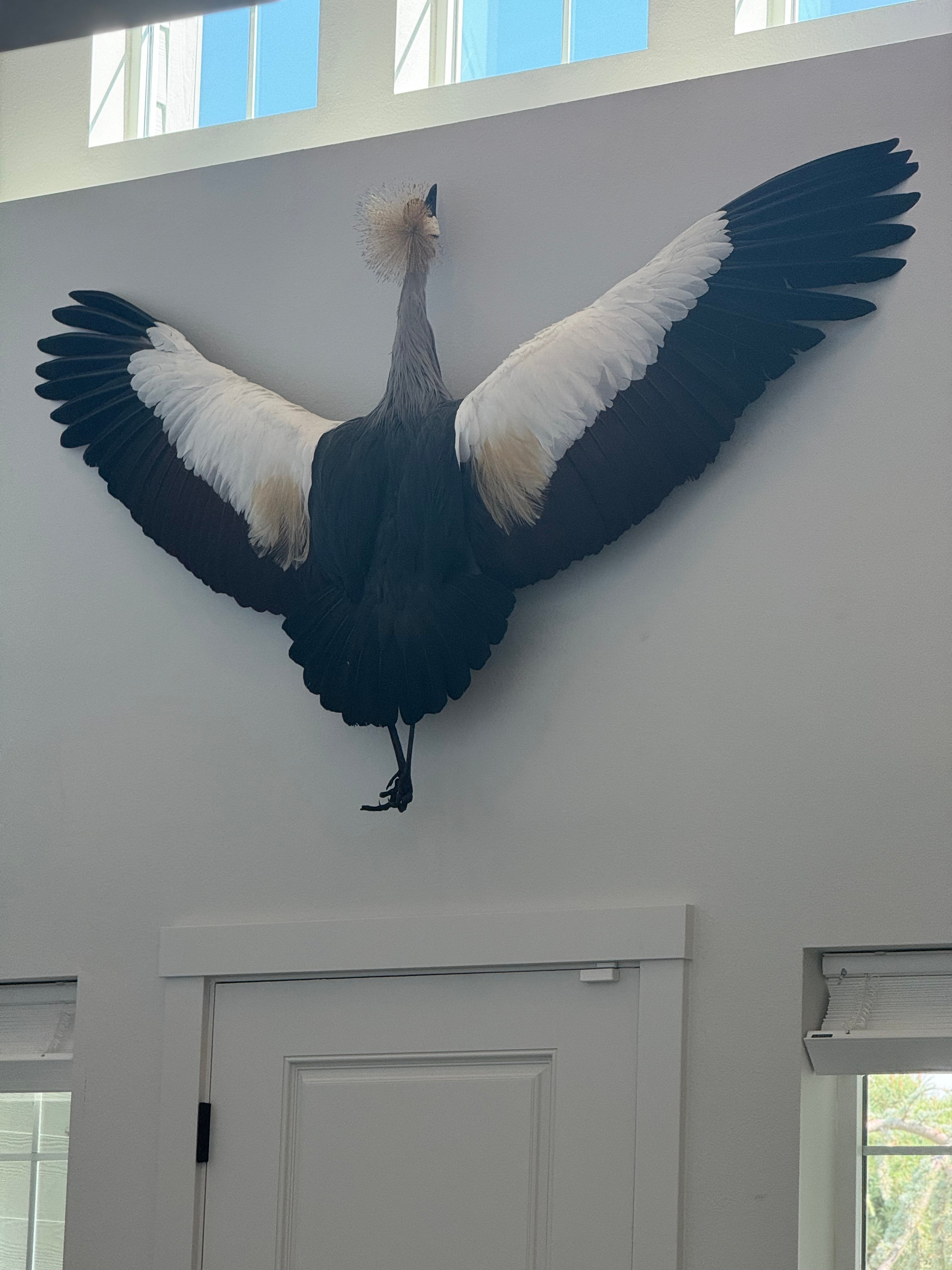 FH1598-Museum Quality GREY-CROWNED CRANE TAXIDERMY BIRD MOUNT FLYING POSE