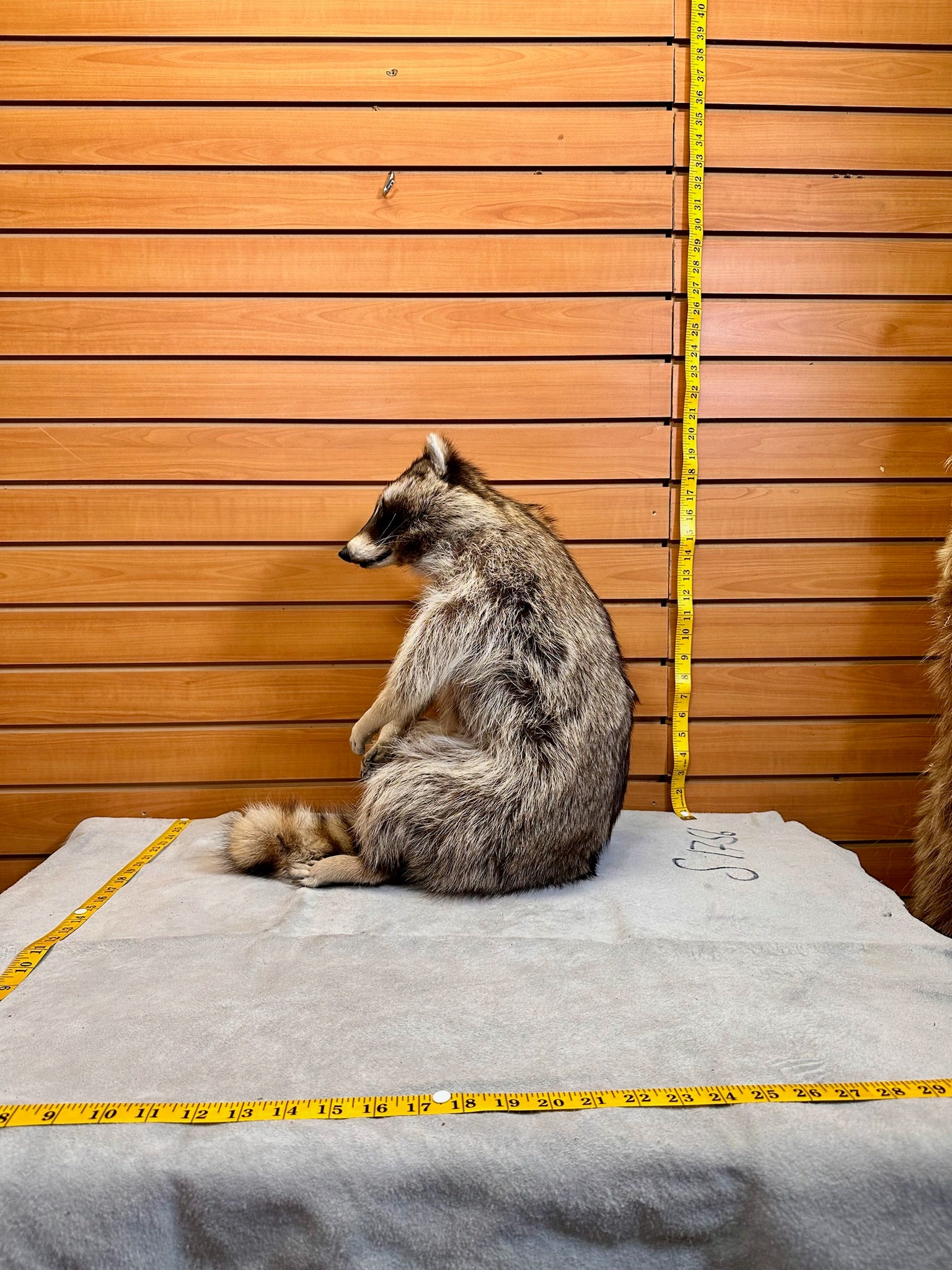 FH189- Raccoon taxidermy mount full body