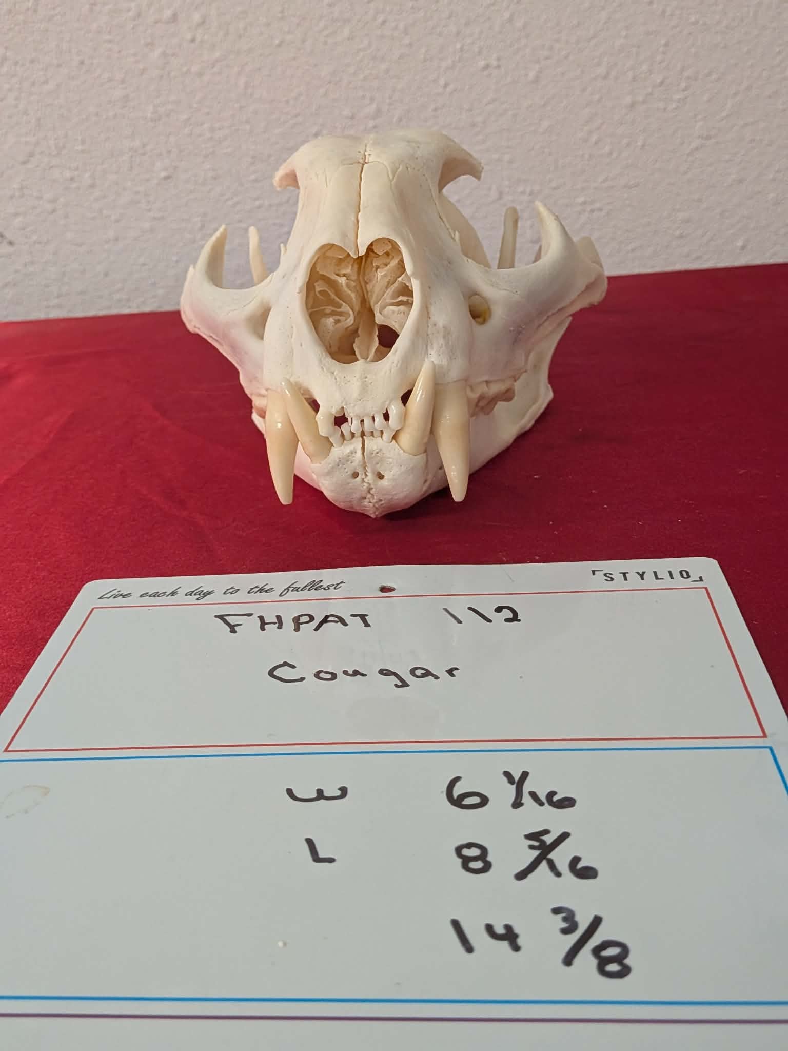 FHPAT112 - real Cougar Skull