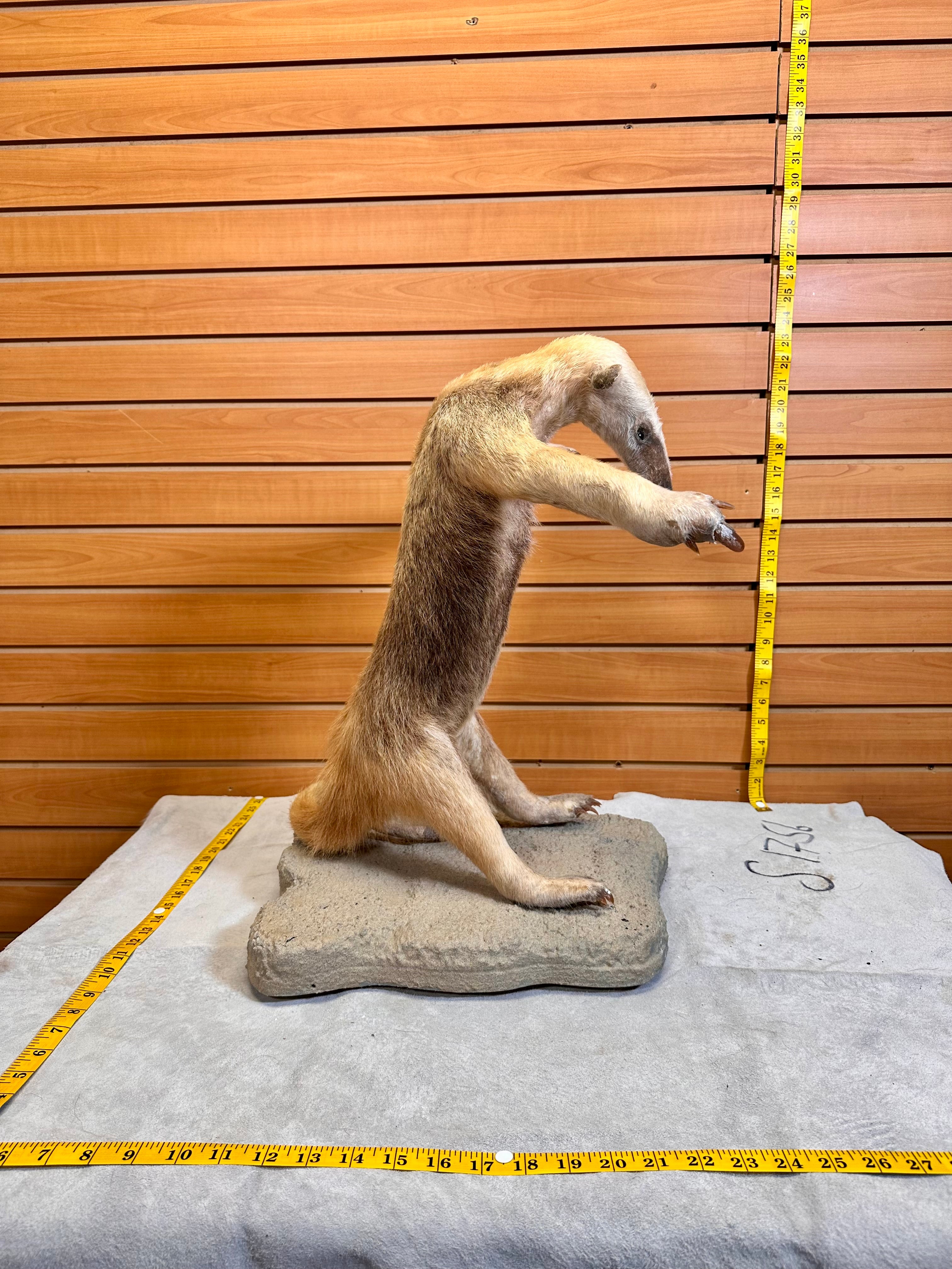 FHPAT7392-Tamandua / Ant Eater Full Body Mount Taxidermy