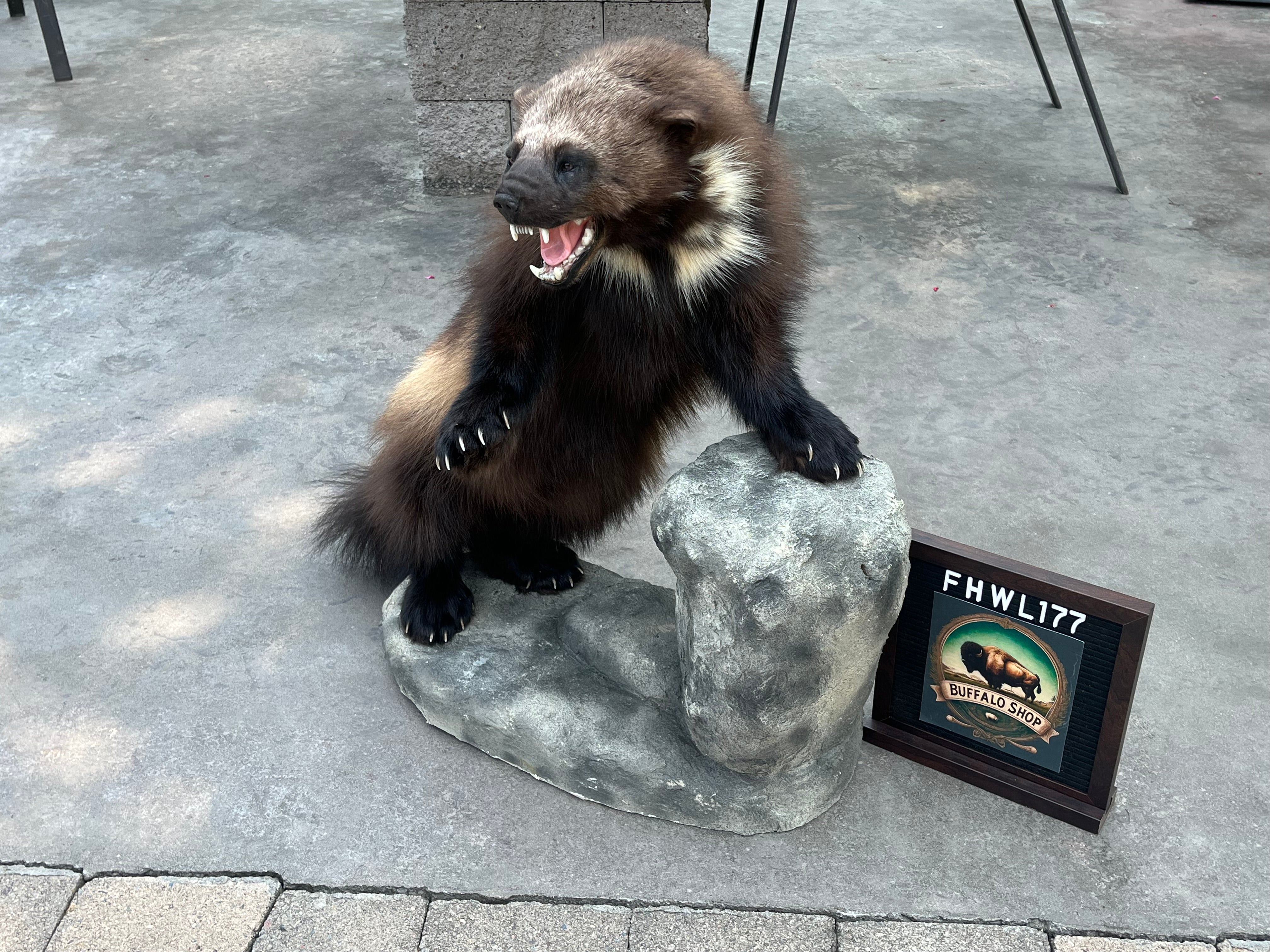 FHWL177 - Beautiful Aggressive Alaskan Wolverine Prime Fur Taxidermy Mount