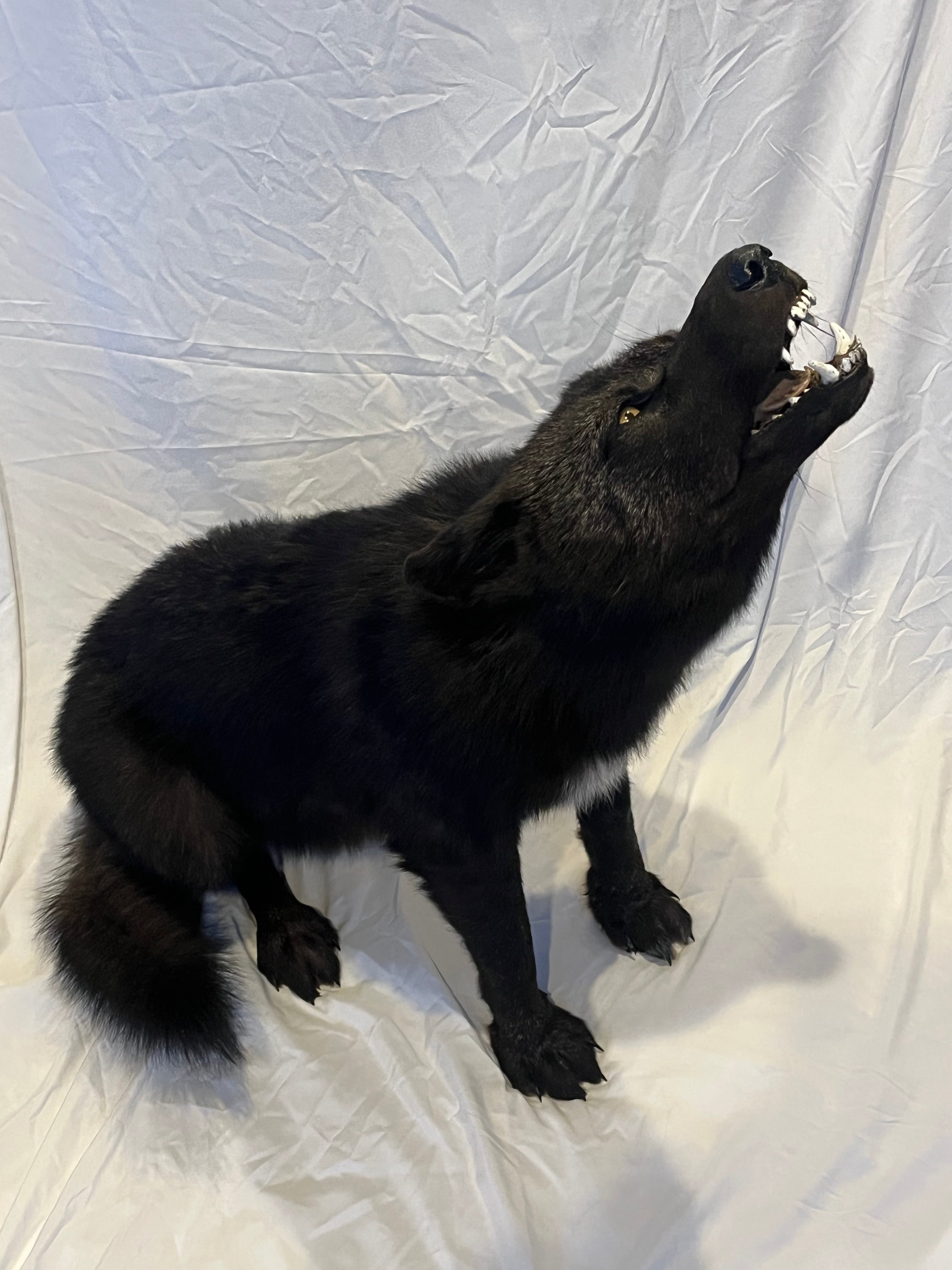 FHWL22- Rare Black Wolf Lifesize Taxidermy Mount