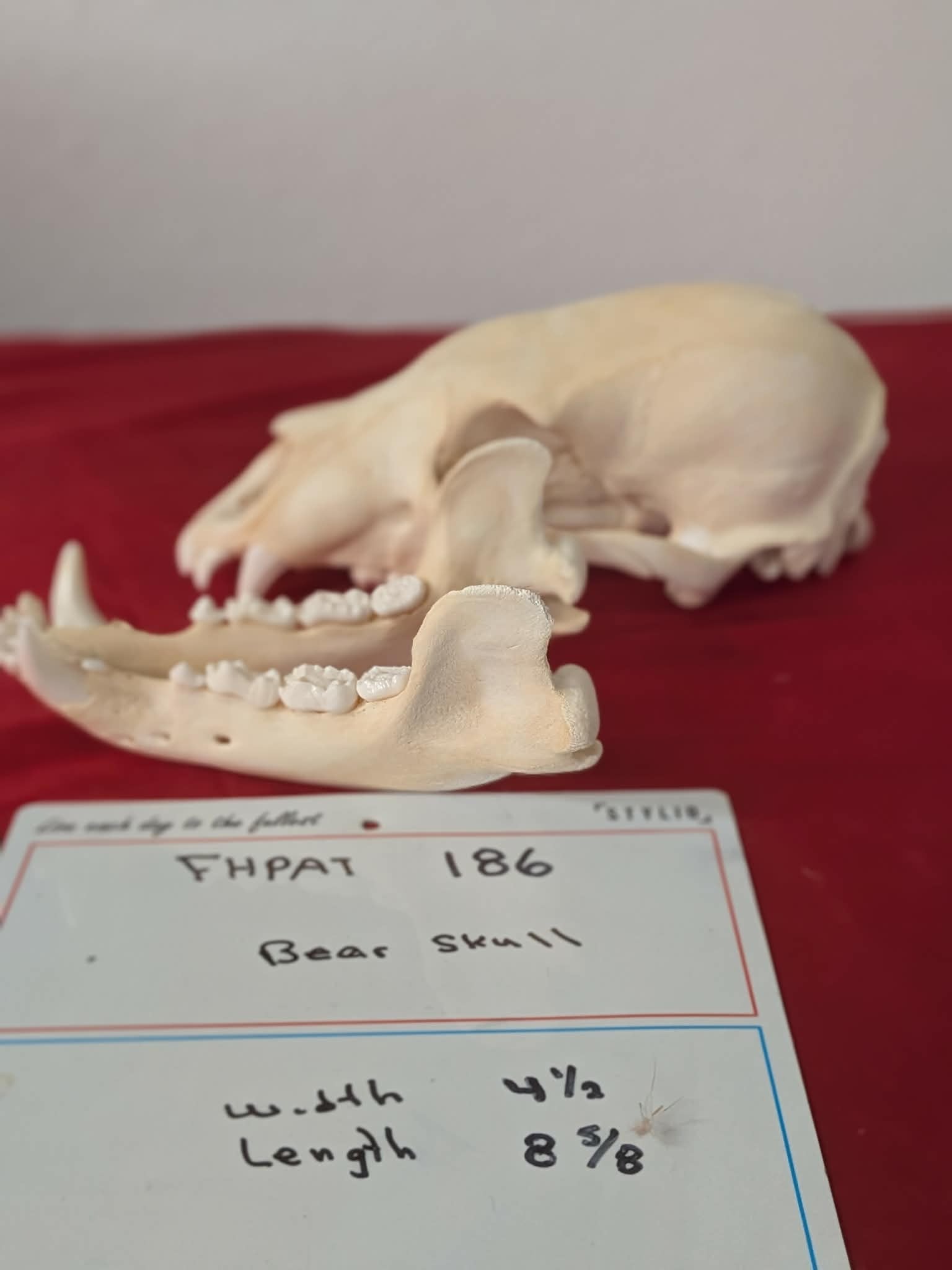 FHPAT186 -professionally cleaned black bear skull