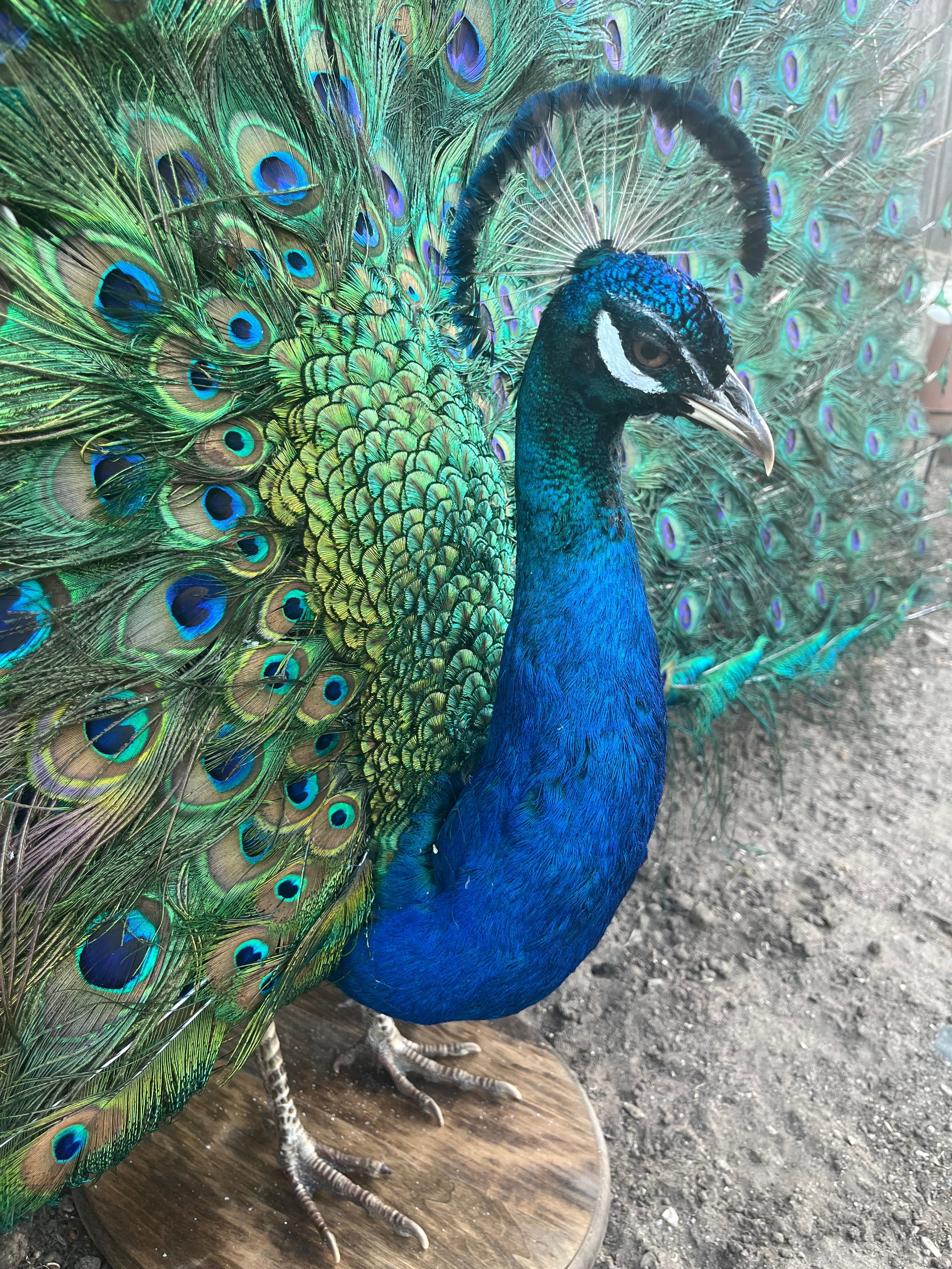 FH201- museum quality detachable tail peacock