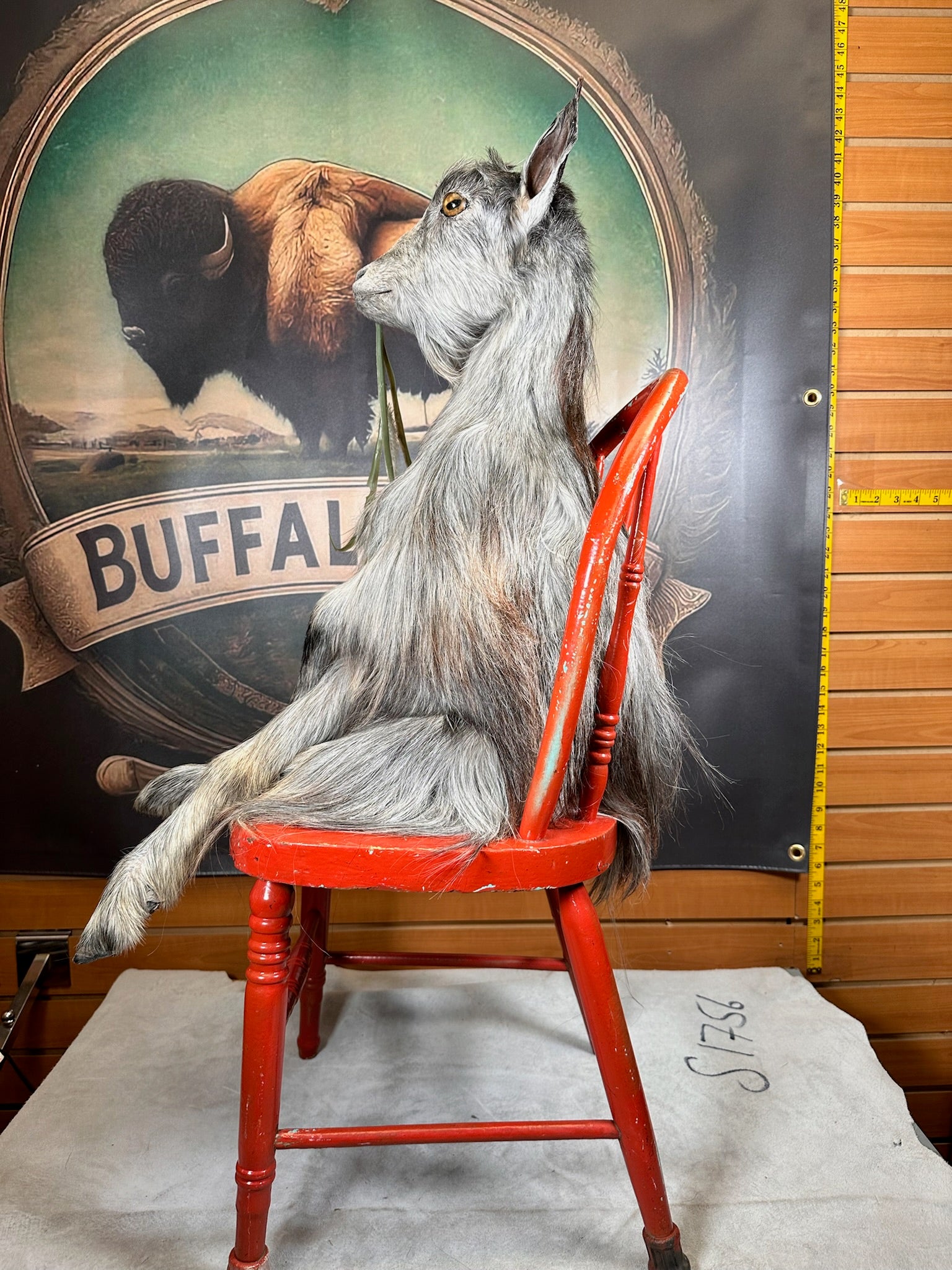 FHGOAT63- beautiful goat taxidermy mount sitting on chair