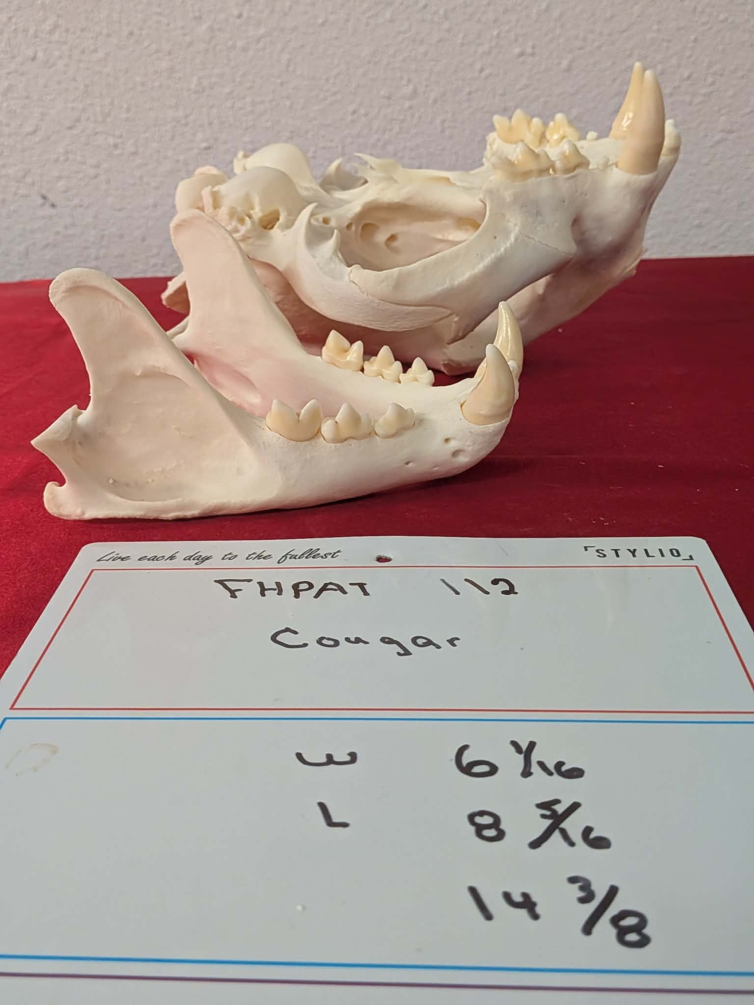 FHPAT112 - real Cougar Skull