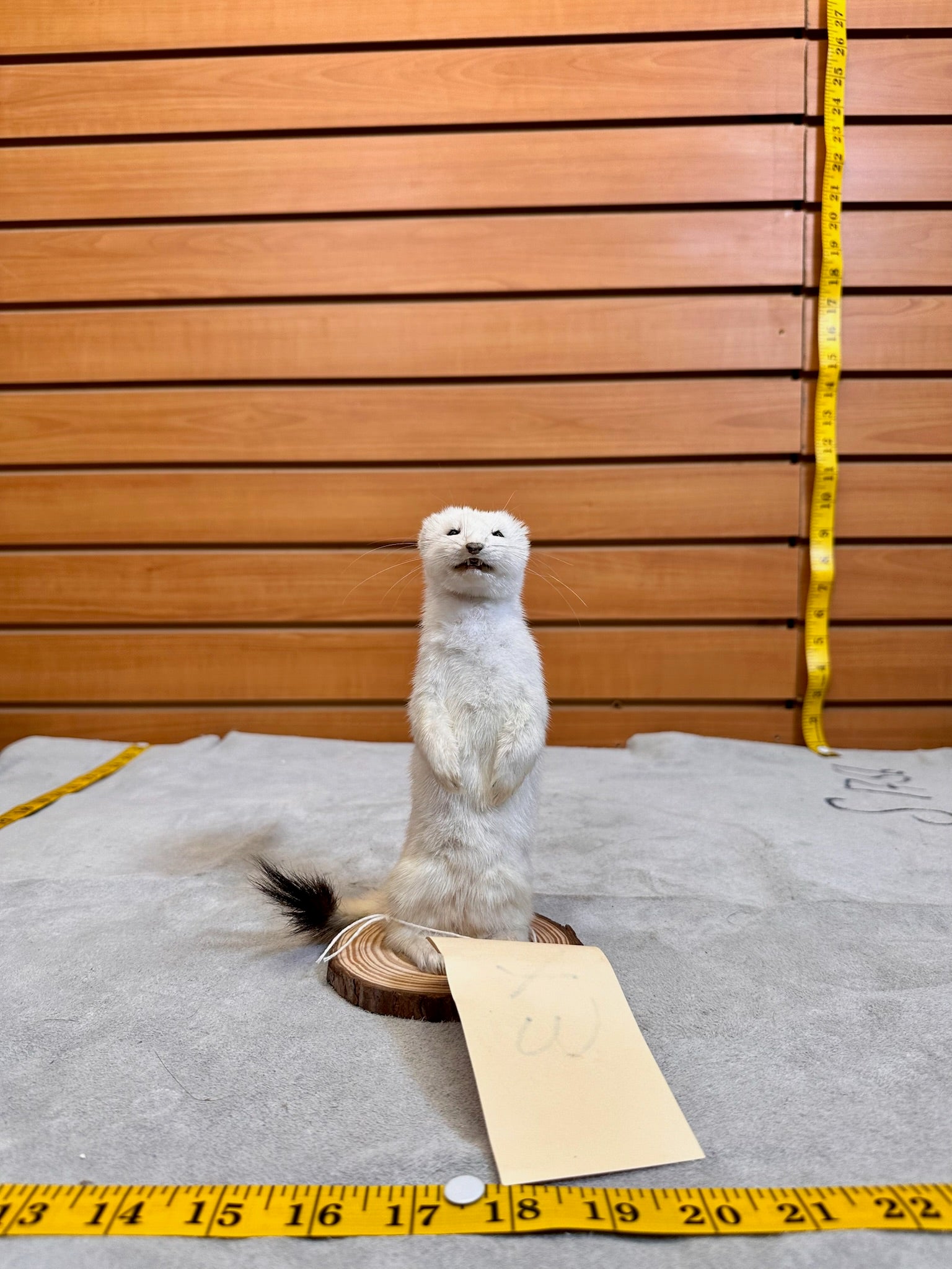 FHWEAS18 - Beautiful Adorable Weasel Ermine Small Animal Taxidermy