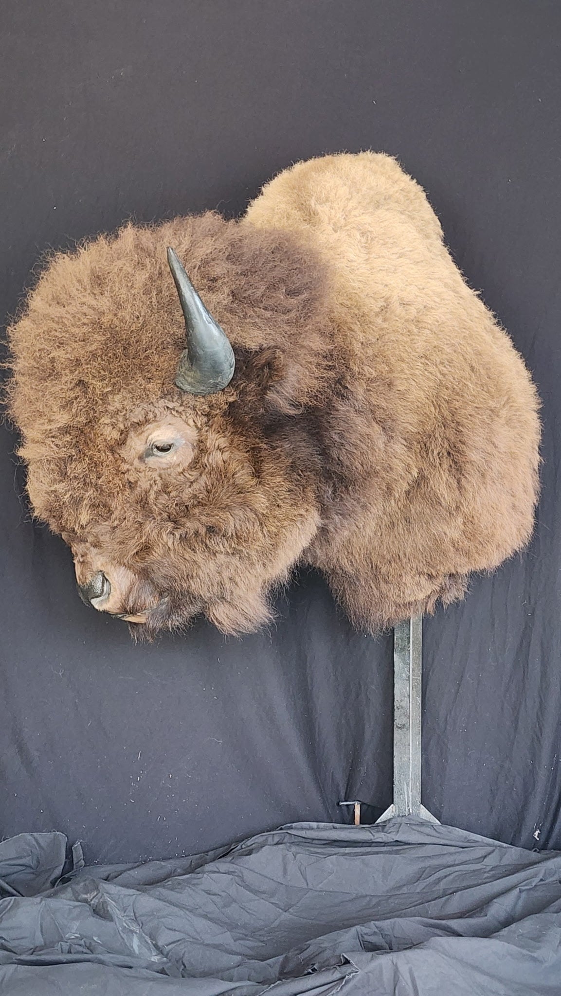FHBRAD1 - XL Buffalo Taxidermy Shoulder mount Bull