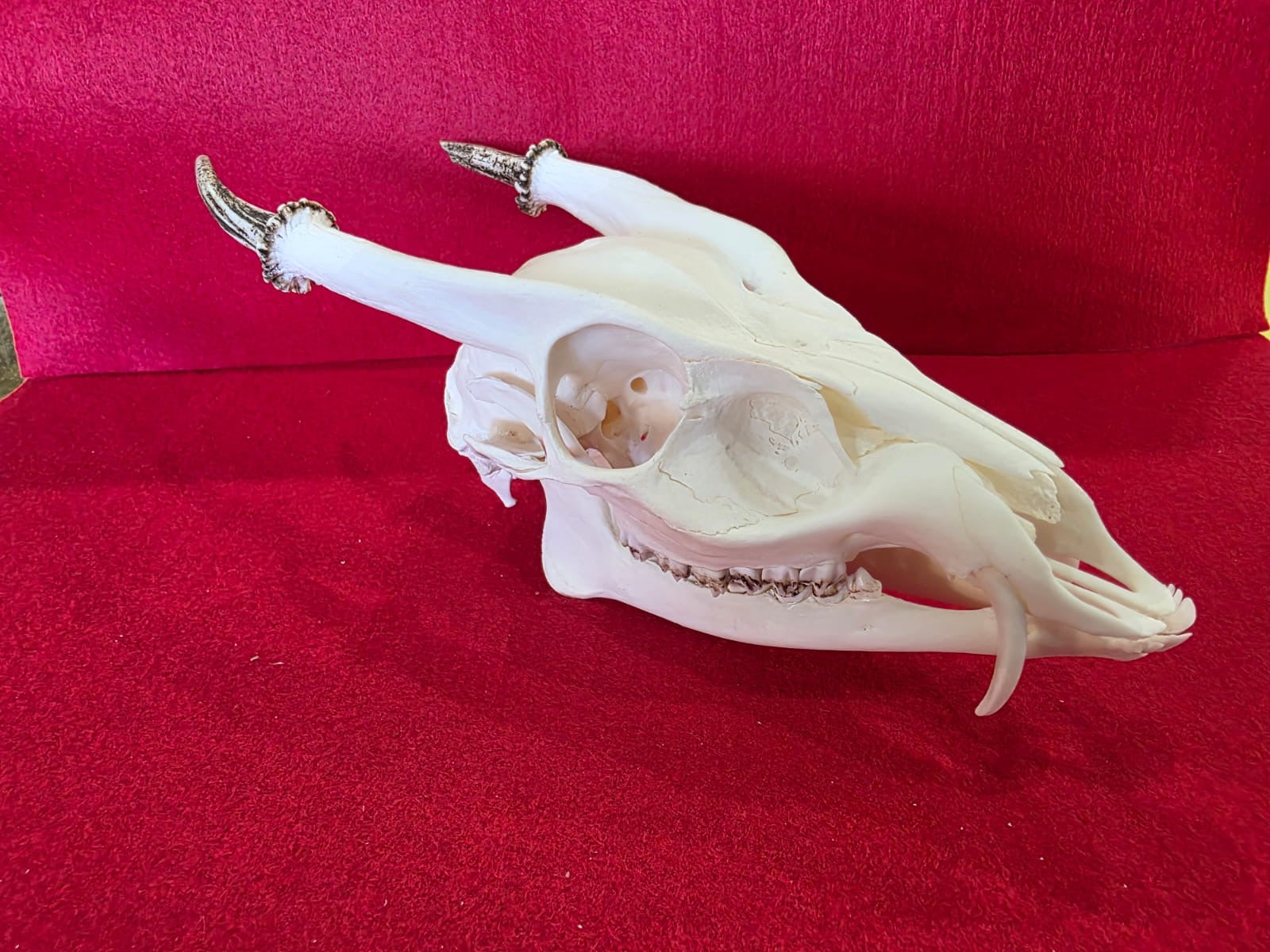 JSK11- muntjac deer skull