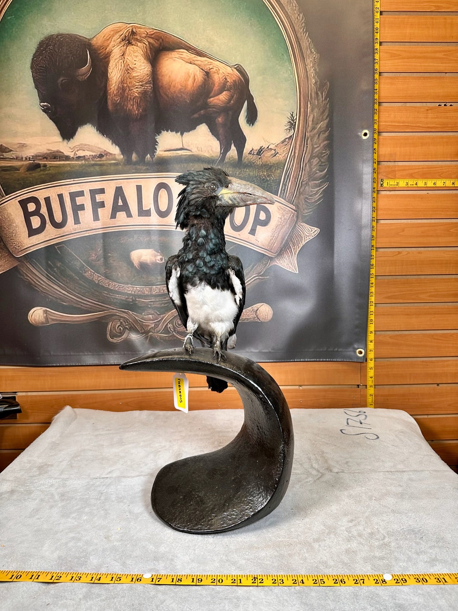 FHBIRD15- piping hornbill (Bycanistes fistulator) taxidermy mount