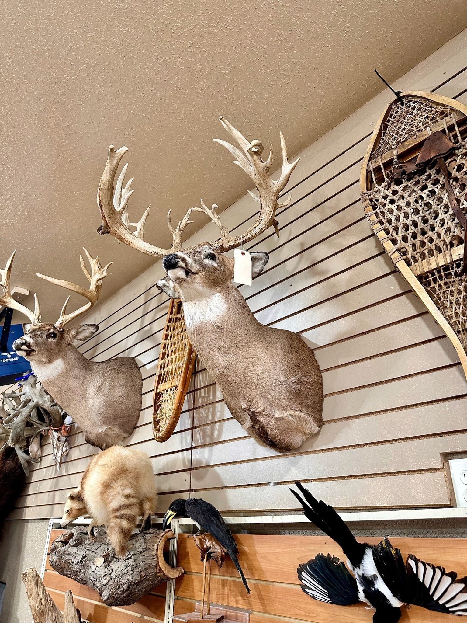 FH195- four whitetail taxidermy mounts