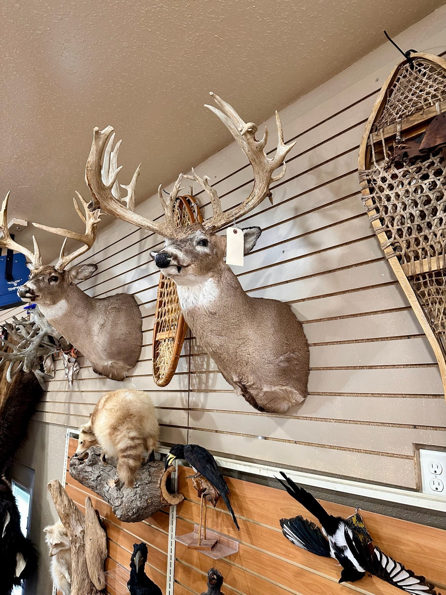 FH195- four whitetail taxidermy mounts