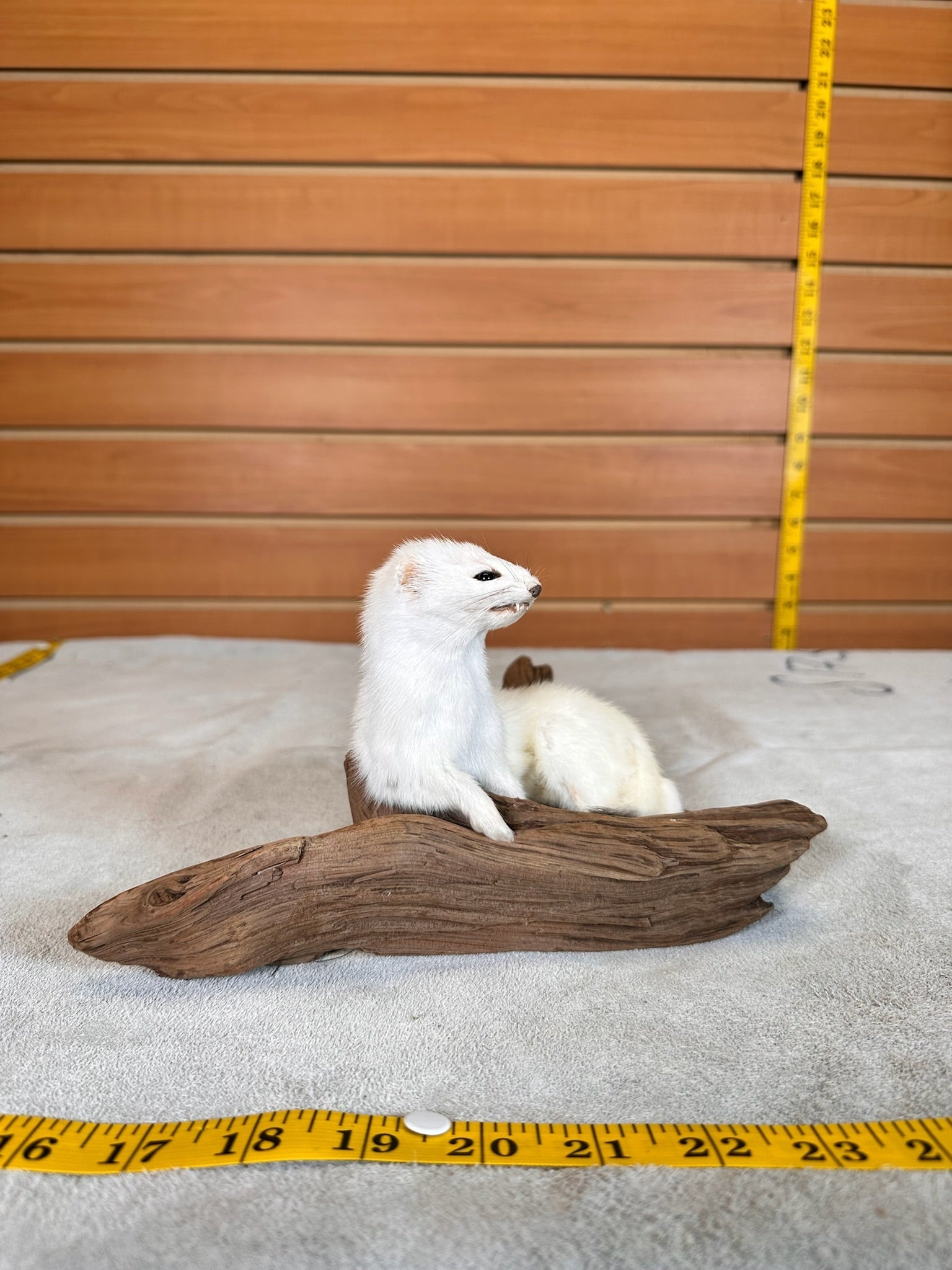 FHWEAS30 - Beautiful Adorable Weasel Ermine Small Animal Taxidermy