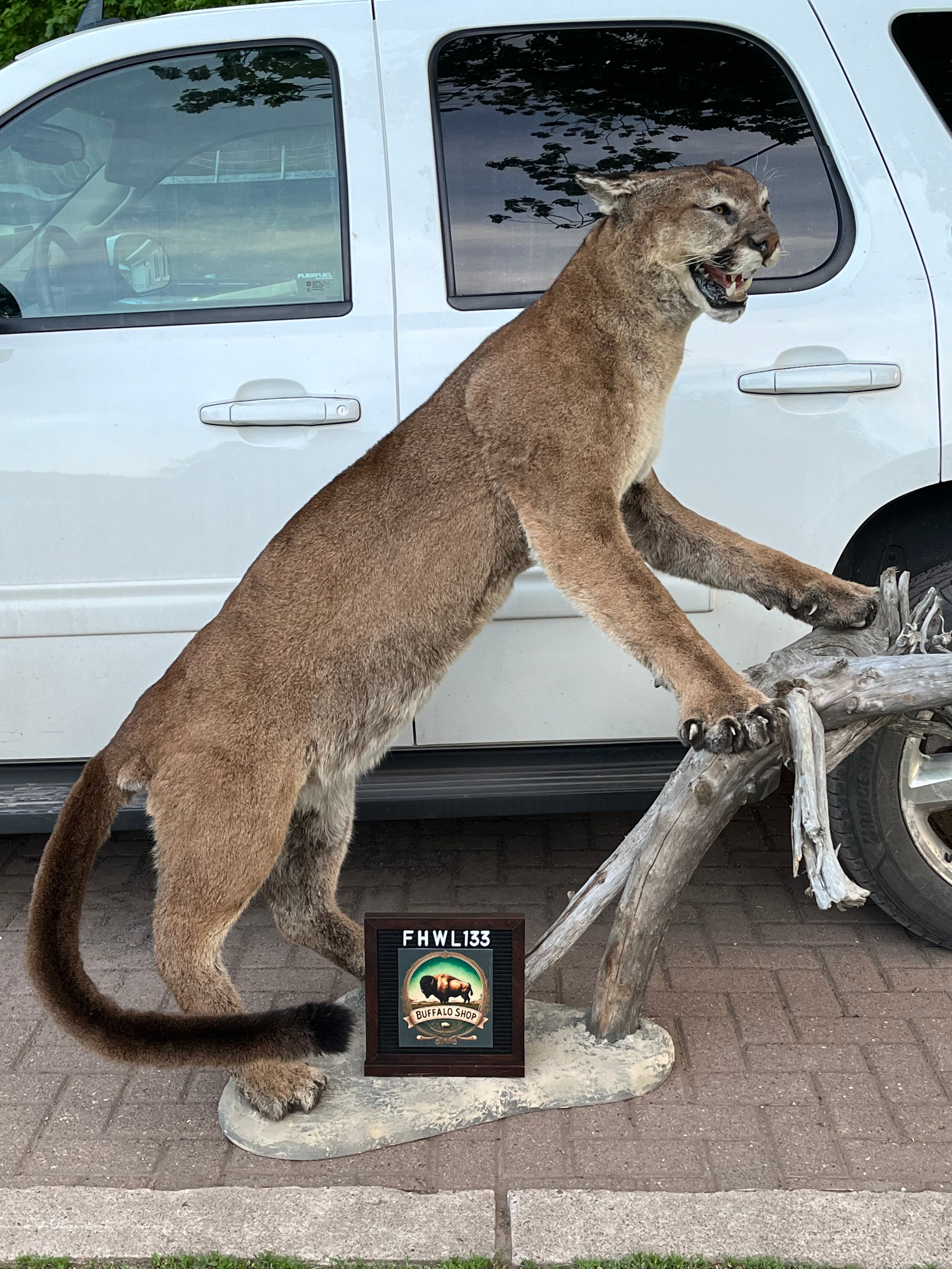FHWL133 - massive Cougar aggressive Lifesize Taxidermy Mount