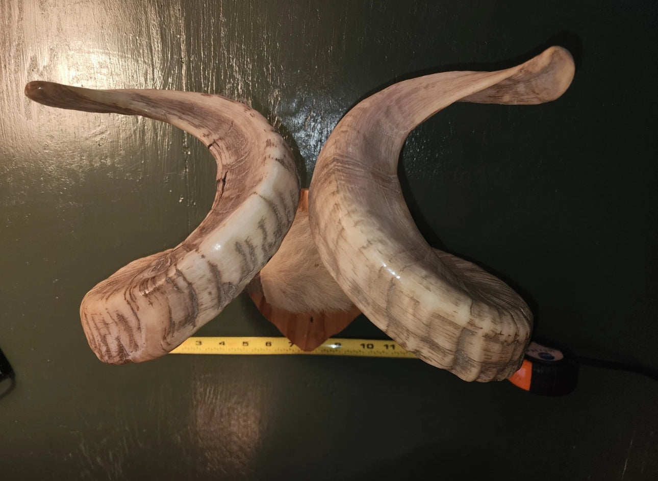 FH523 - Pair of authentic NATURAL RAMS HORNS MOUNTED.