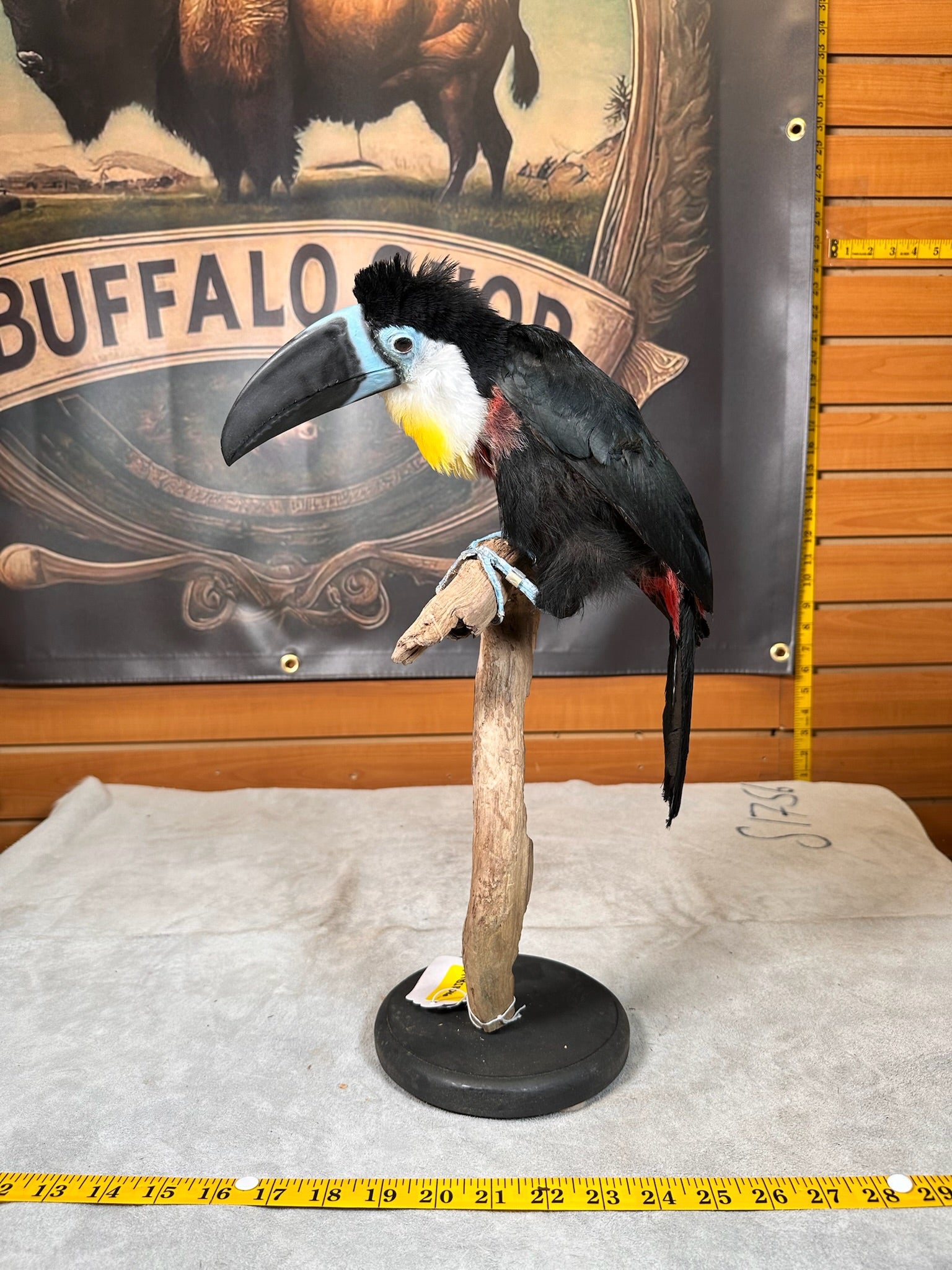 FHBIRD16-channel-billed toucan (Ramphastos vitellinus) Taxidermy Mount