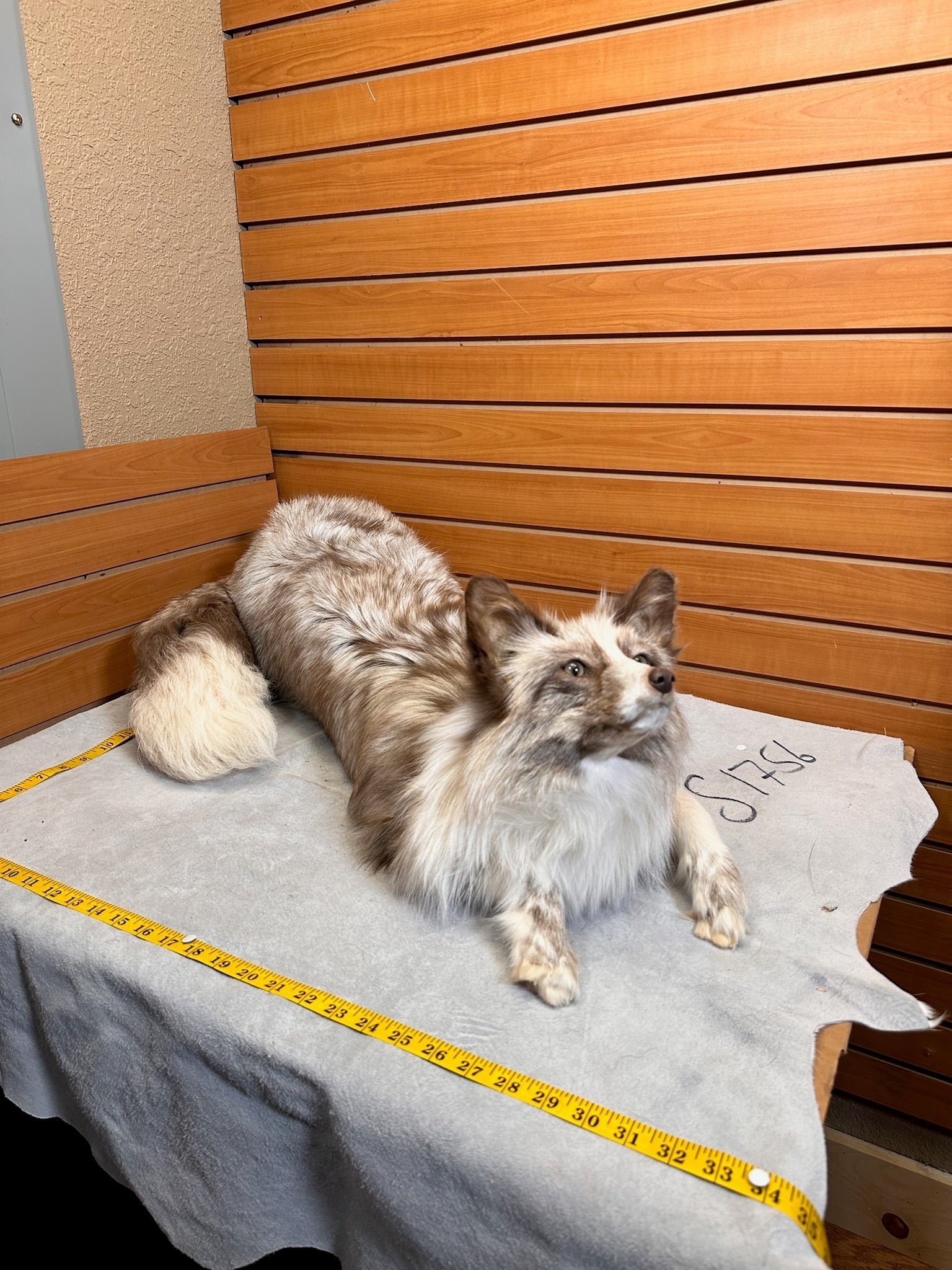 FH227-Beautiful Black Fox soft posable taxidermy mount.