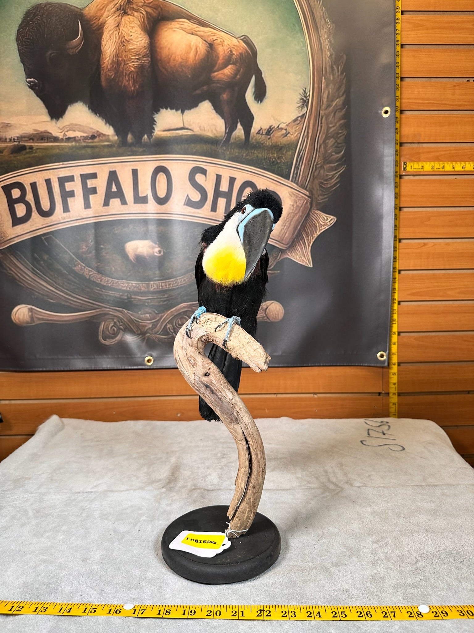FHBIRD16-channel-billed toucan (Ramphastos vitellinus) Taxidermy Mount