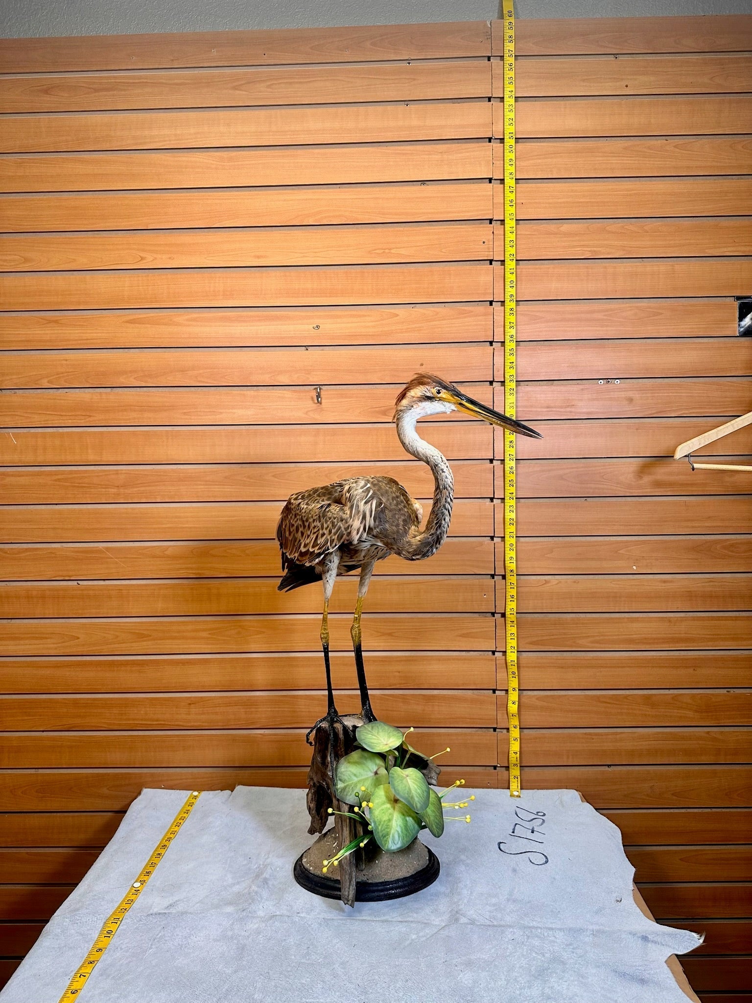 FH232- Purple Heron taxidermy mount