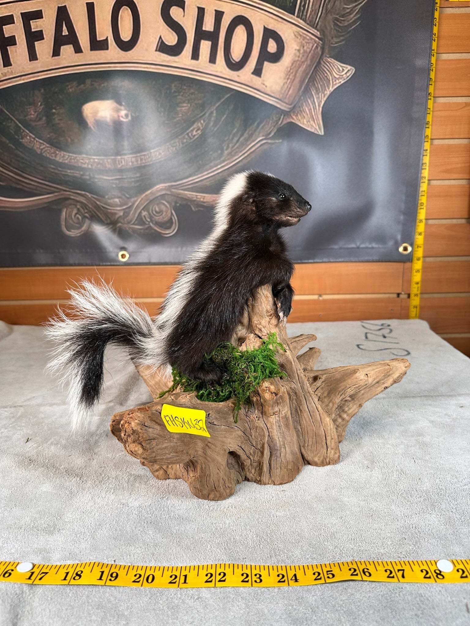 FHSKU32-skunk taxidermy mount