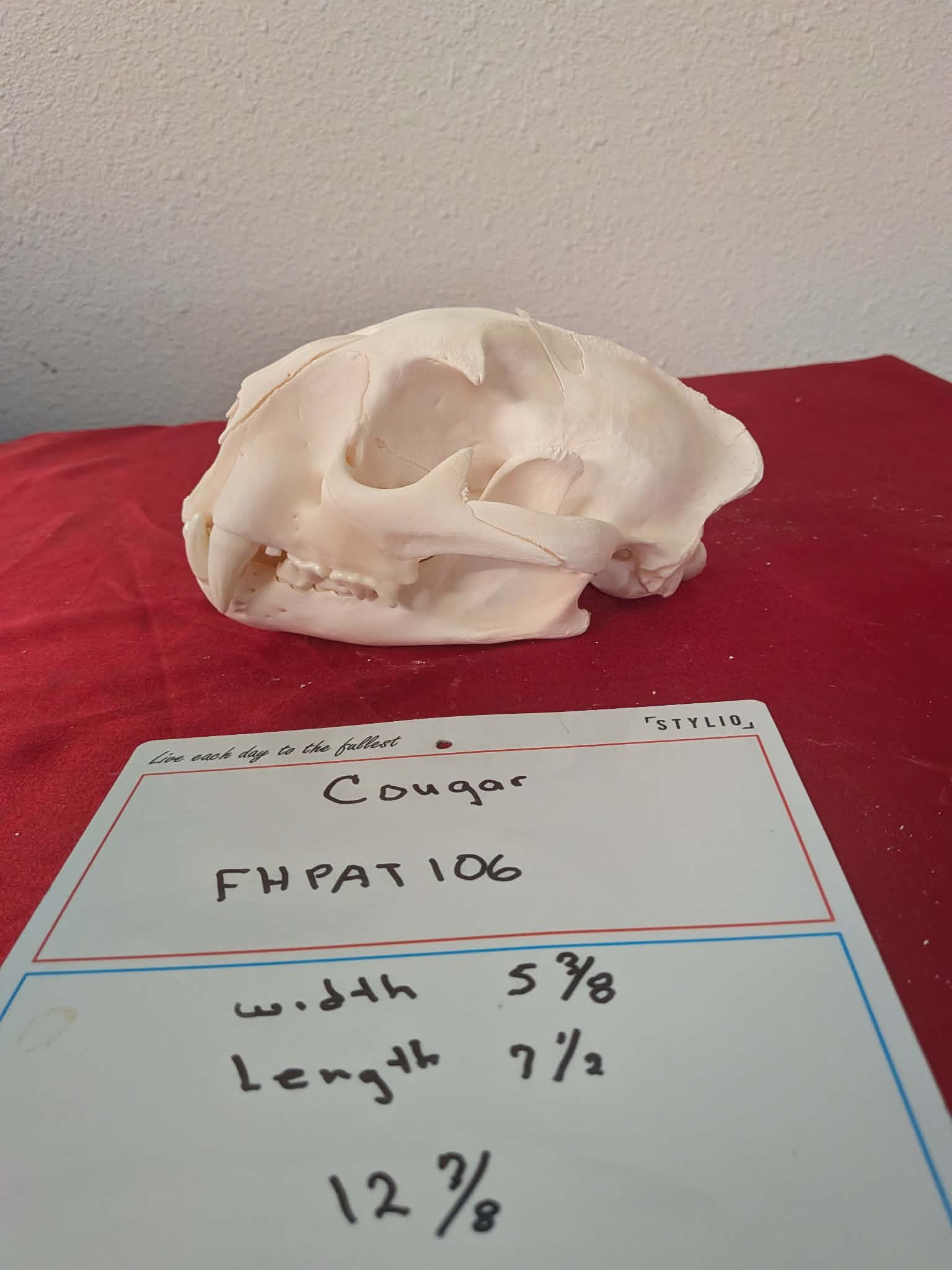 FHPAT106 -professionally cleaned cougar skull