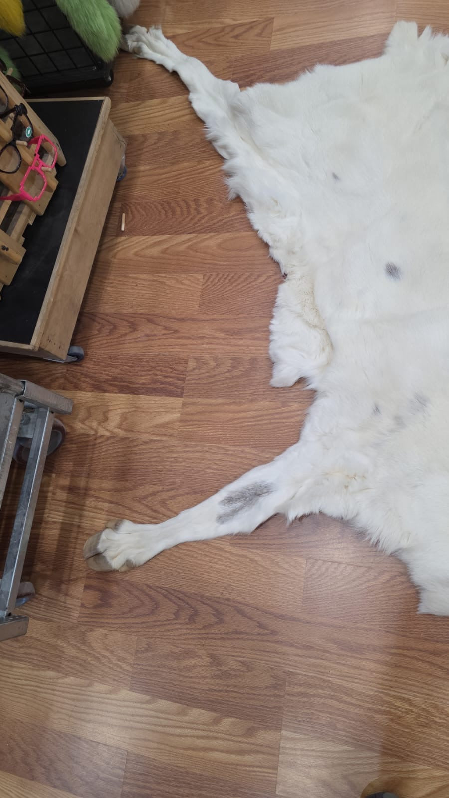 FHSD43 - caribou white beautiful hide 50”x30”