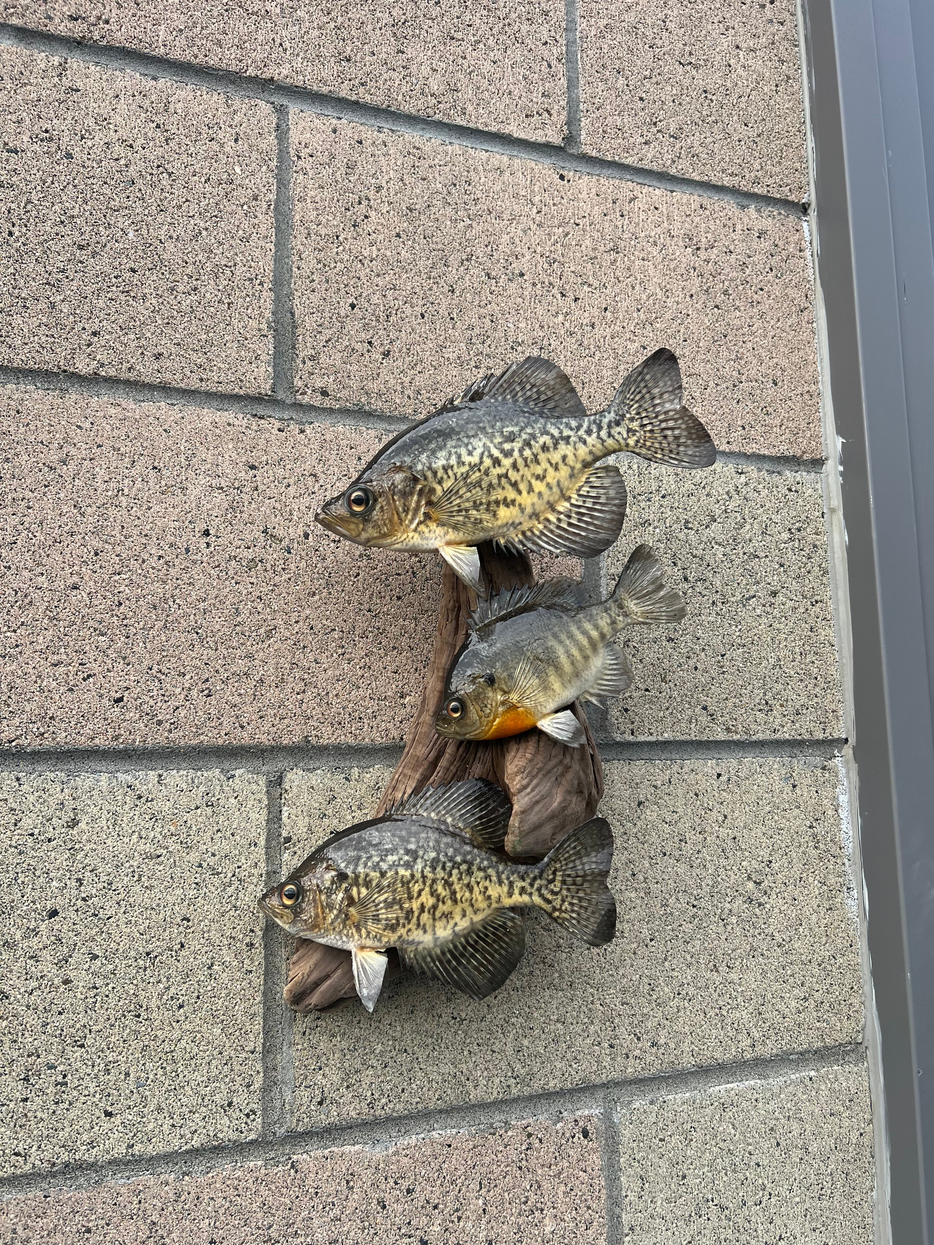 Beautiful Crappie Fish Taxidermy Wall Mount Wildlife Real Skin