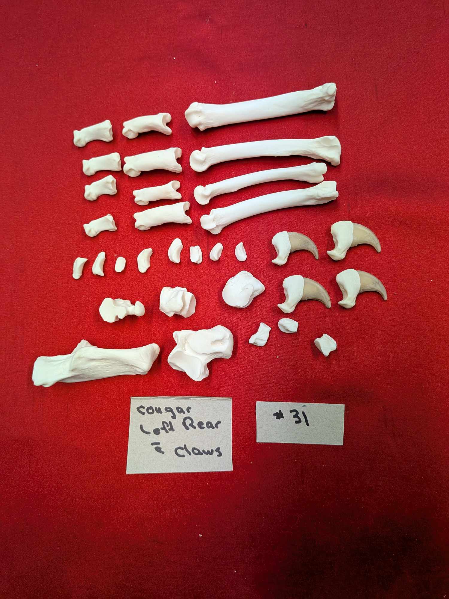 FHPAT556 - Black bear and Cougar paw full skeleton