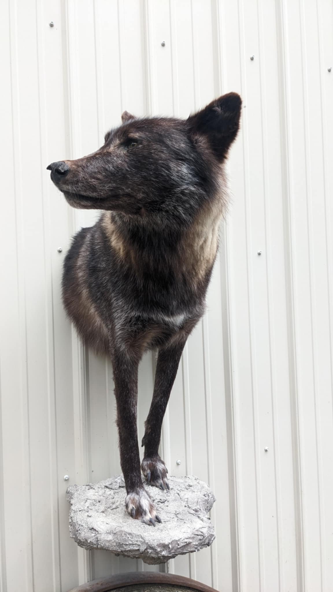 FHPAT200- Alaskan Wolf wall taxidermy mount
