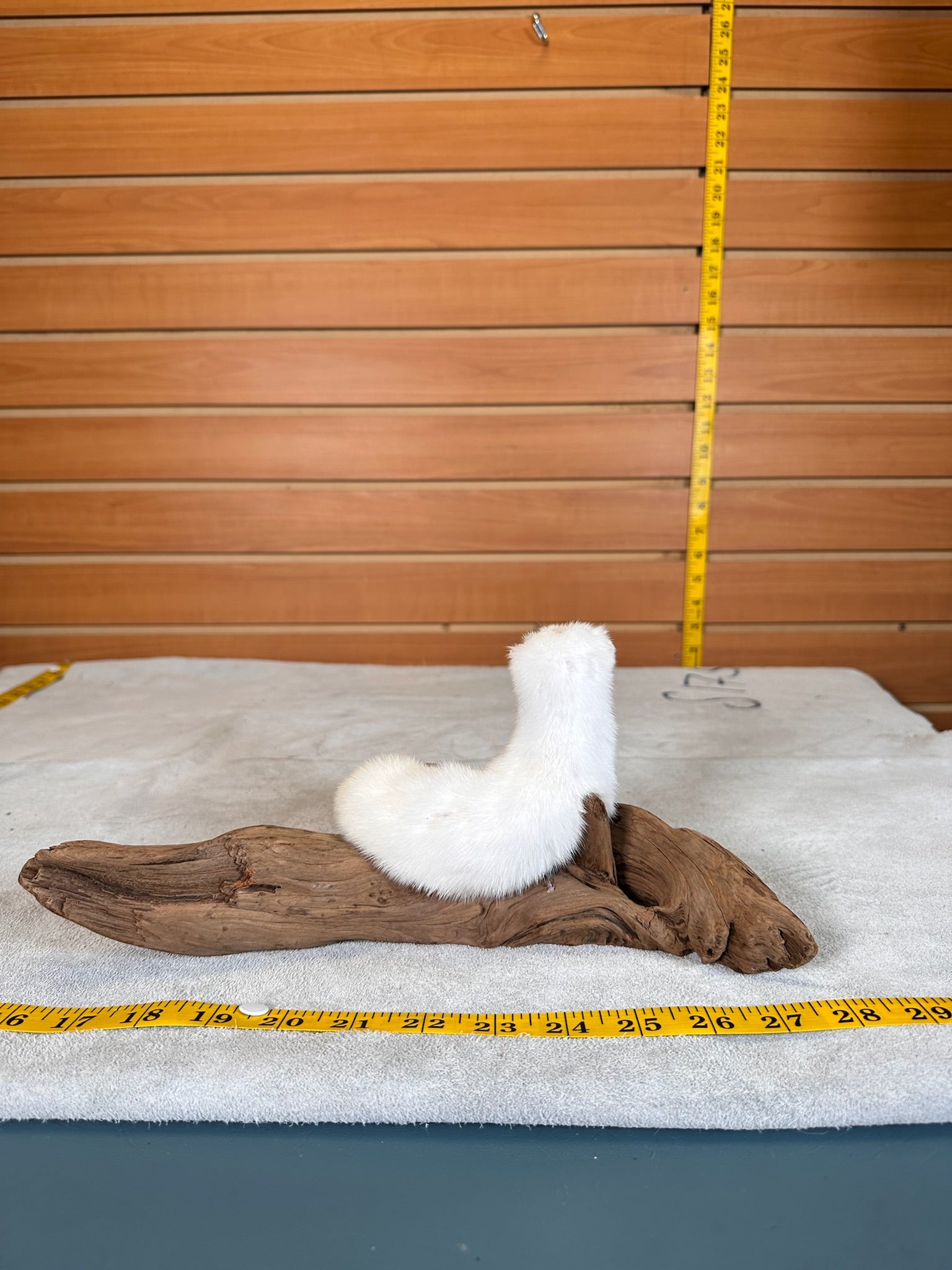 FHWEAS30 - Beautiful Adorable Weasel Ermine Small Animal Taxidermy
