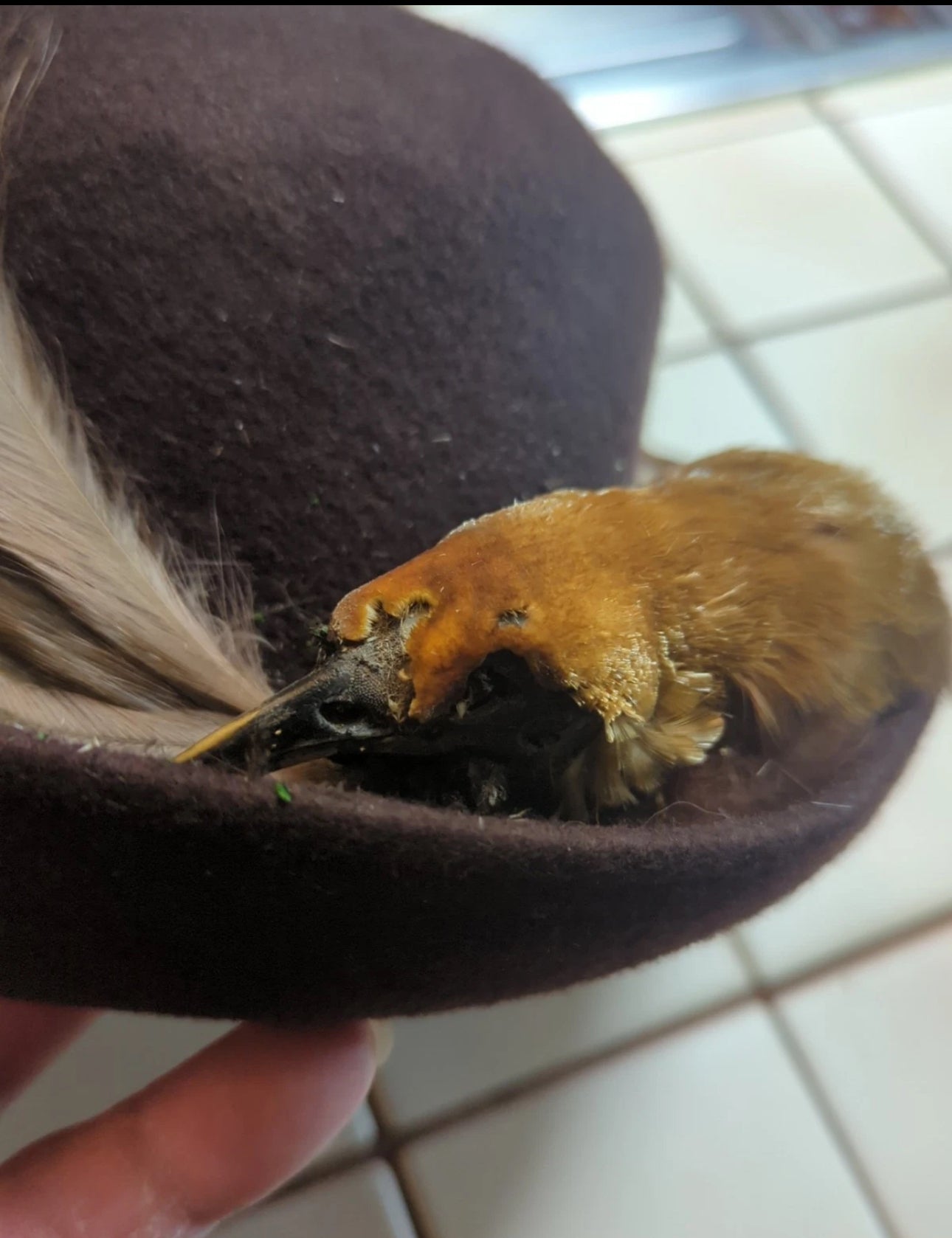 FHEB0811 - Antique Bird of Paradise Vintage taxidermy Skin Hat