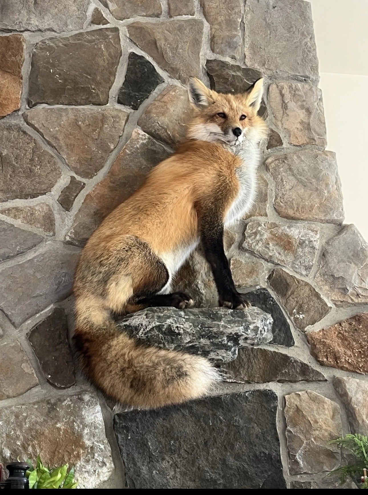 FHWA0705-Red Fox Taxidermy Full Body Mount Cabin Camp Man Cave